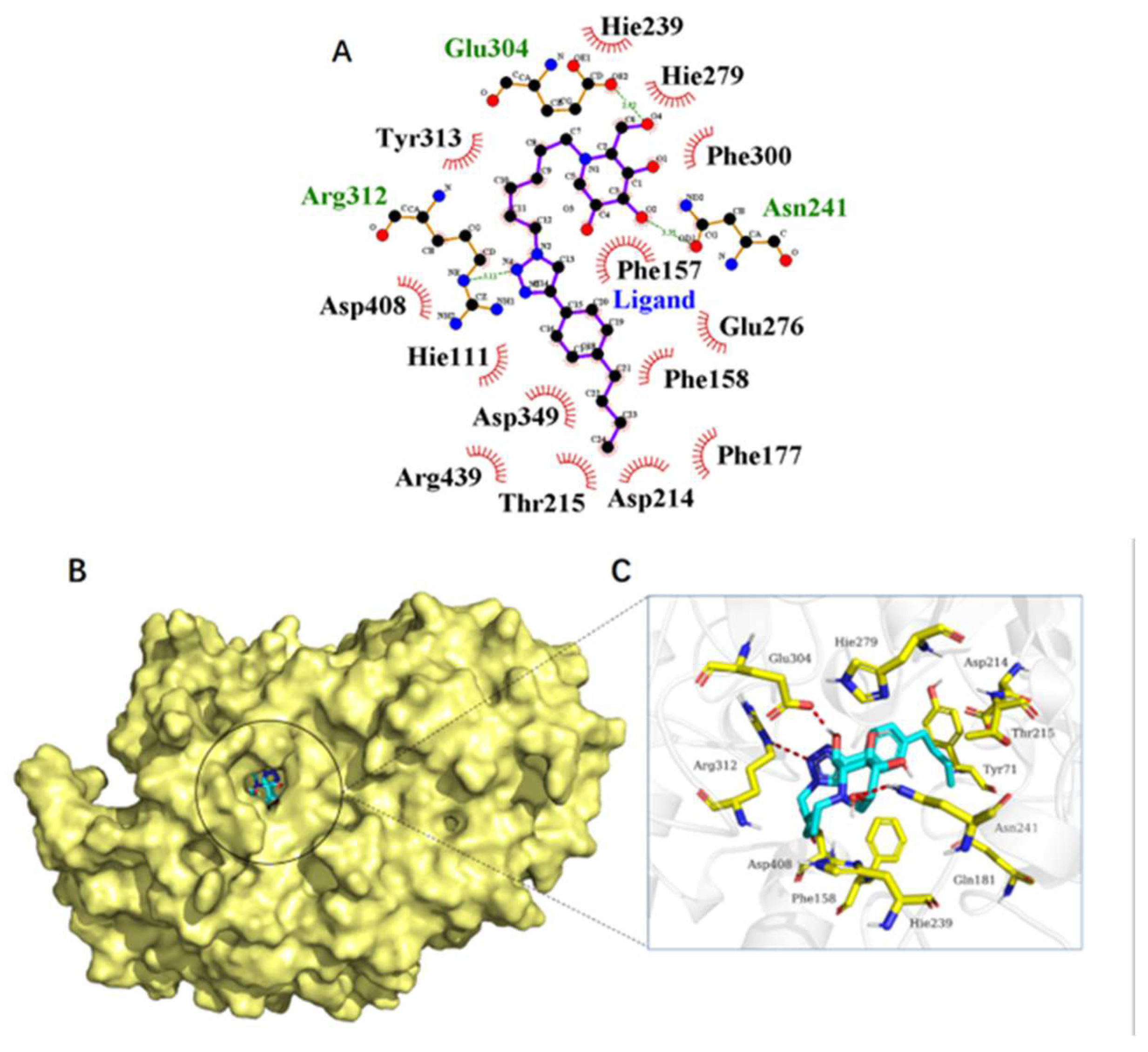 Molecules 29 05062 g004