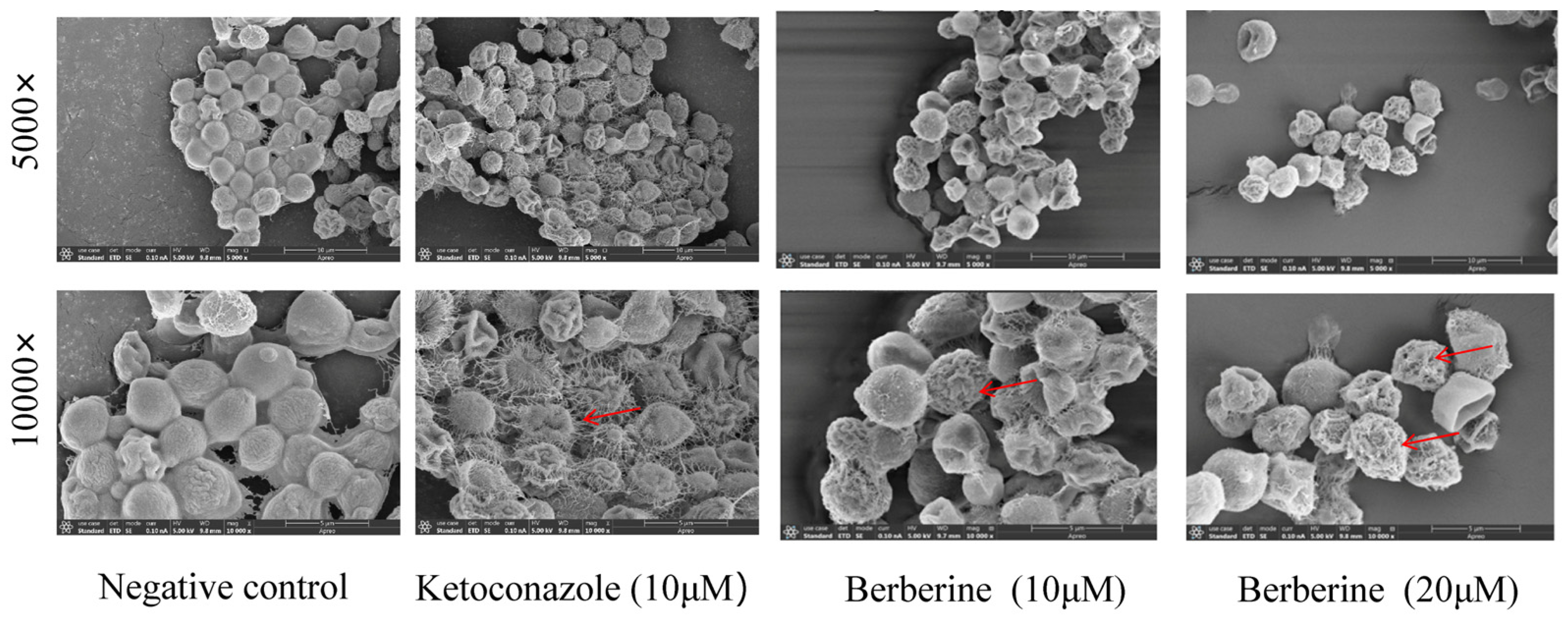 Molecules 29 05079 g002