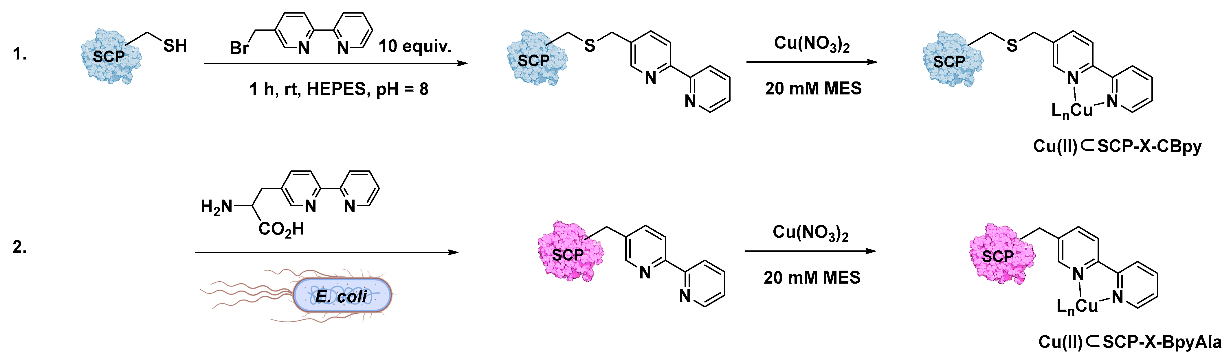 Molecules 29 05090 g006
