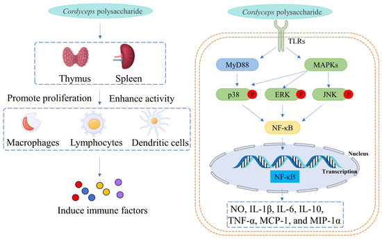 あい Functions of PDE3 Isoforms in Cardiac Muscle