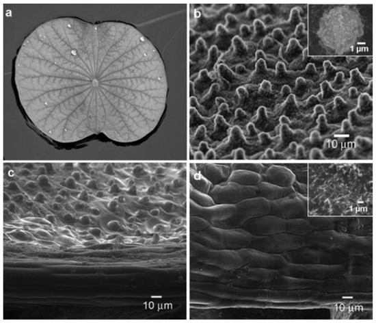Hydrophobic Modification of Cellulose Acetate and Its