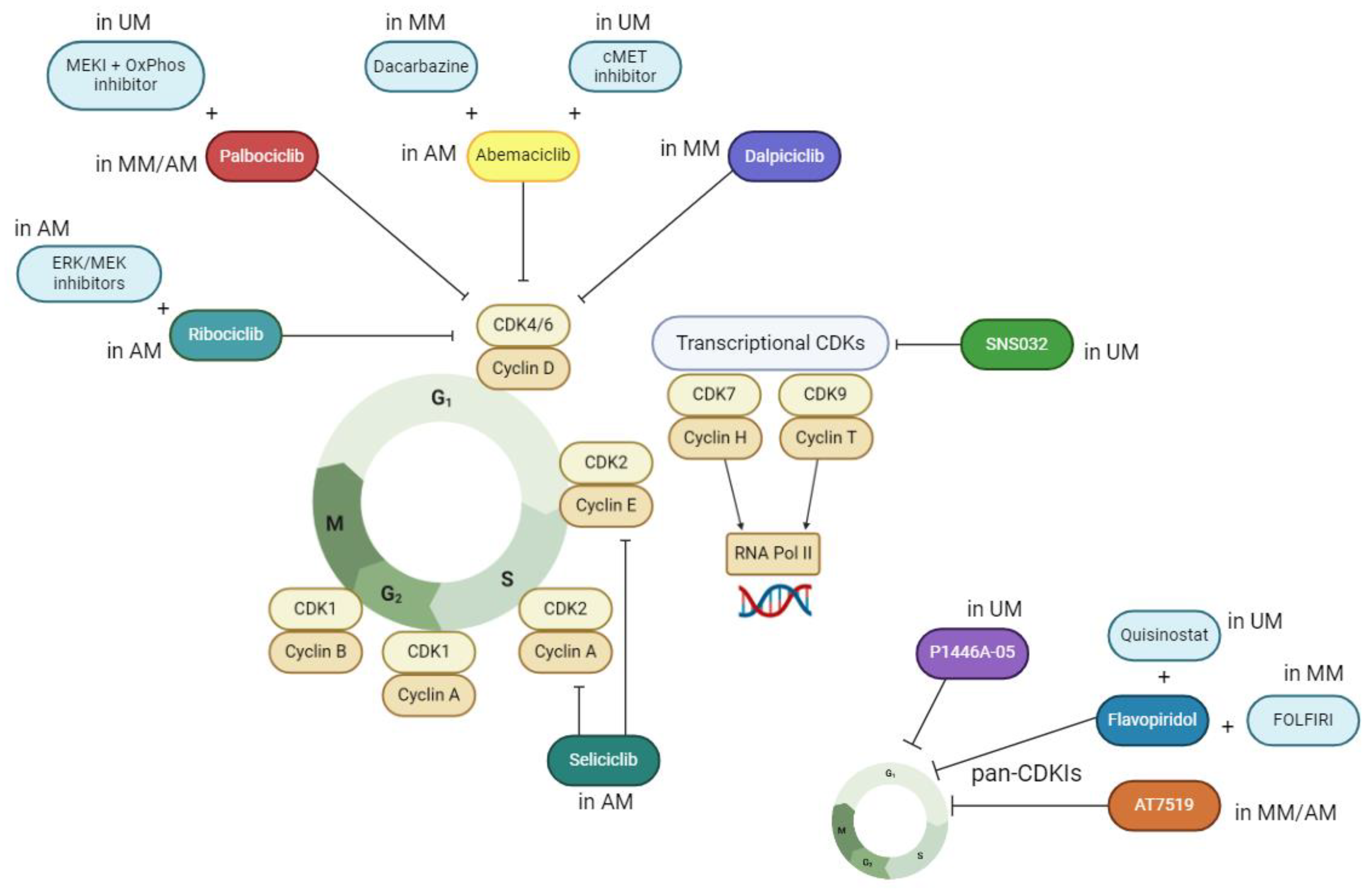 Cyclin-Dependent Kinase Inhibitors in the Rare Subtypes of Cyclin-Dependent Kinase Inhibitors in the Rare Subtypes of
