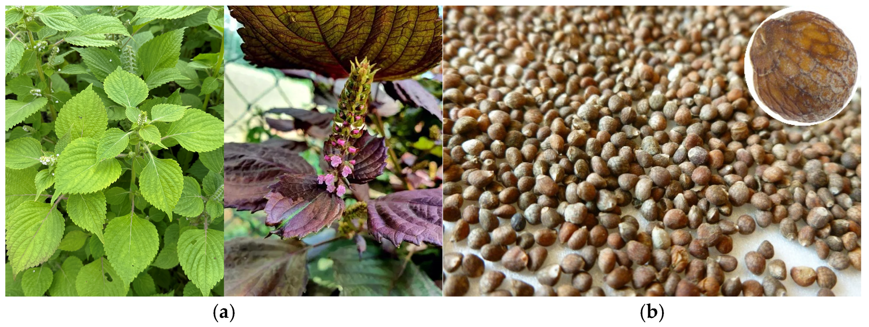How can Perilla Seed boost your health? Discover its efficacy and functions so easily today!