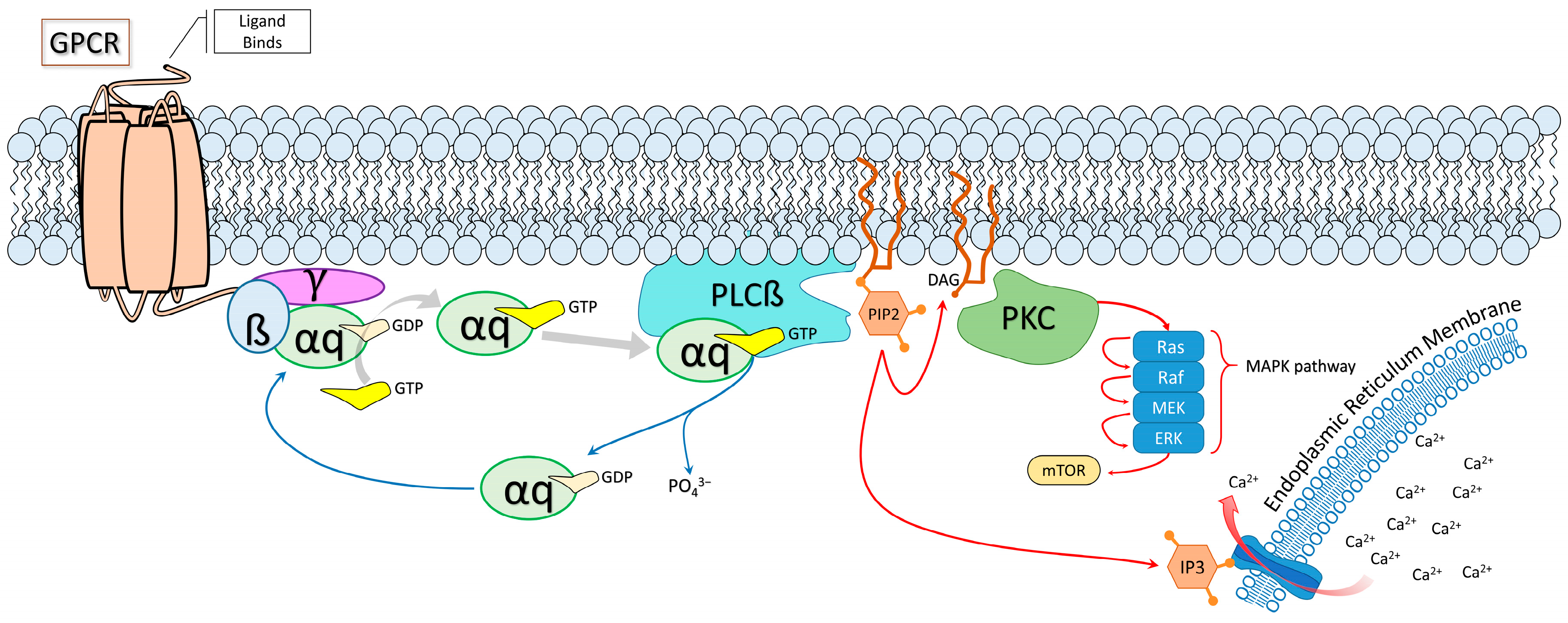 Molecules 29 05279 g003