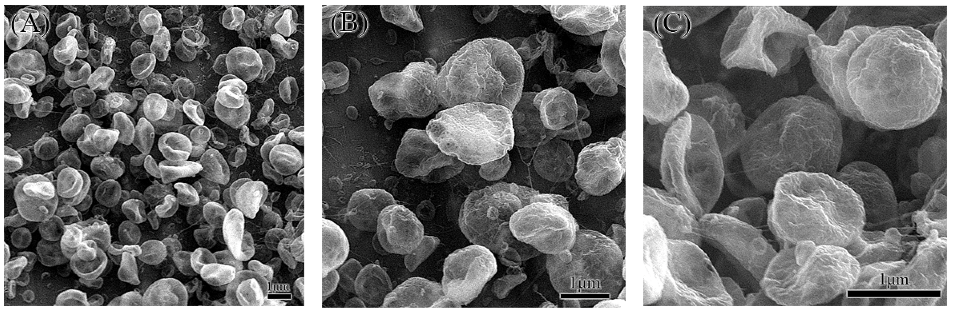 Molecules 29 05291 g005