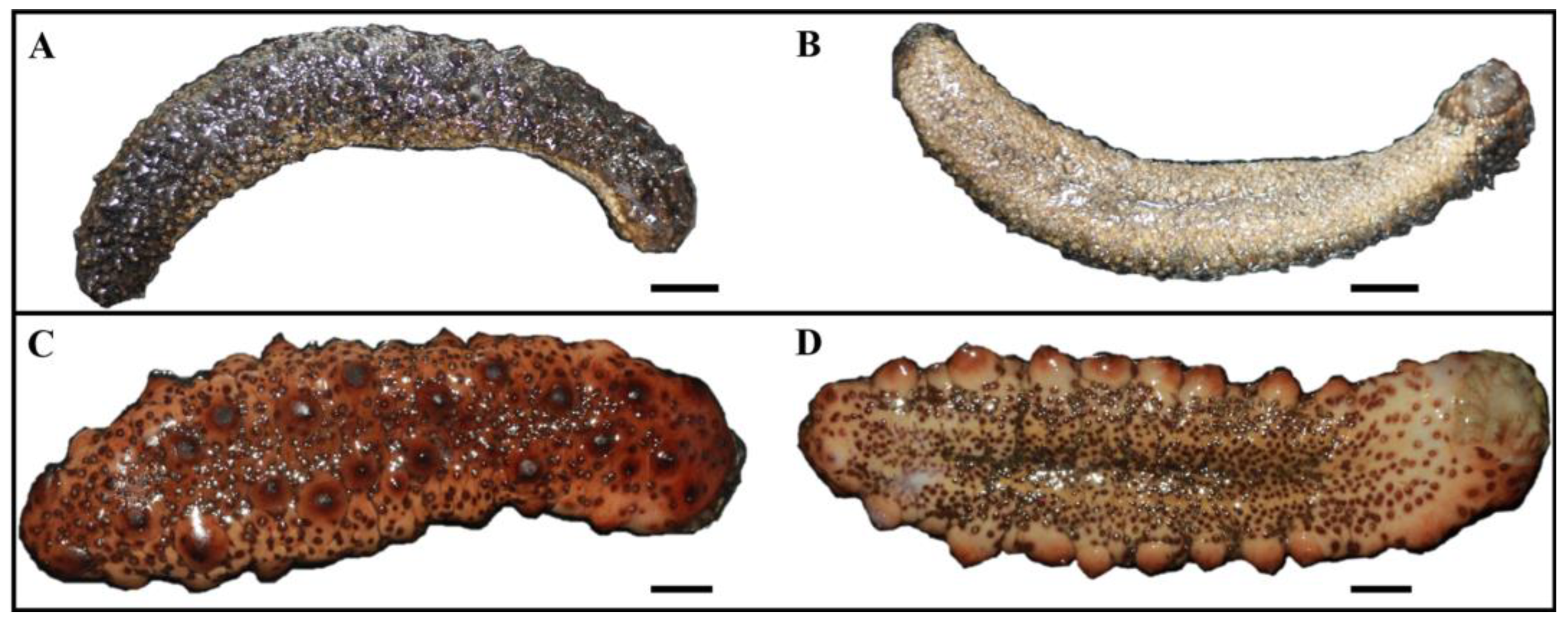 Molecules 29 05346 g007