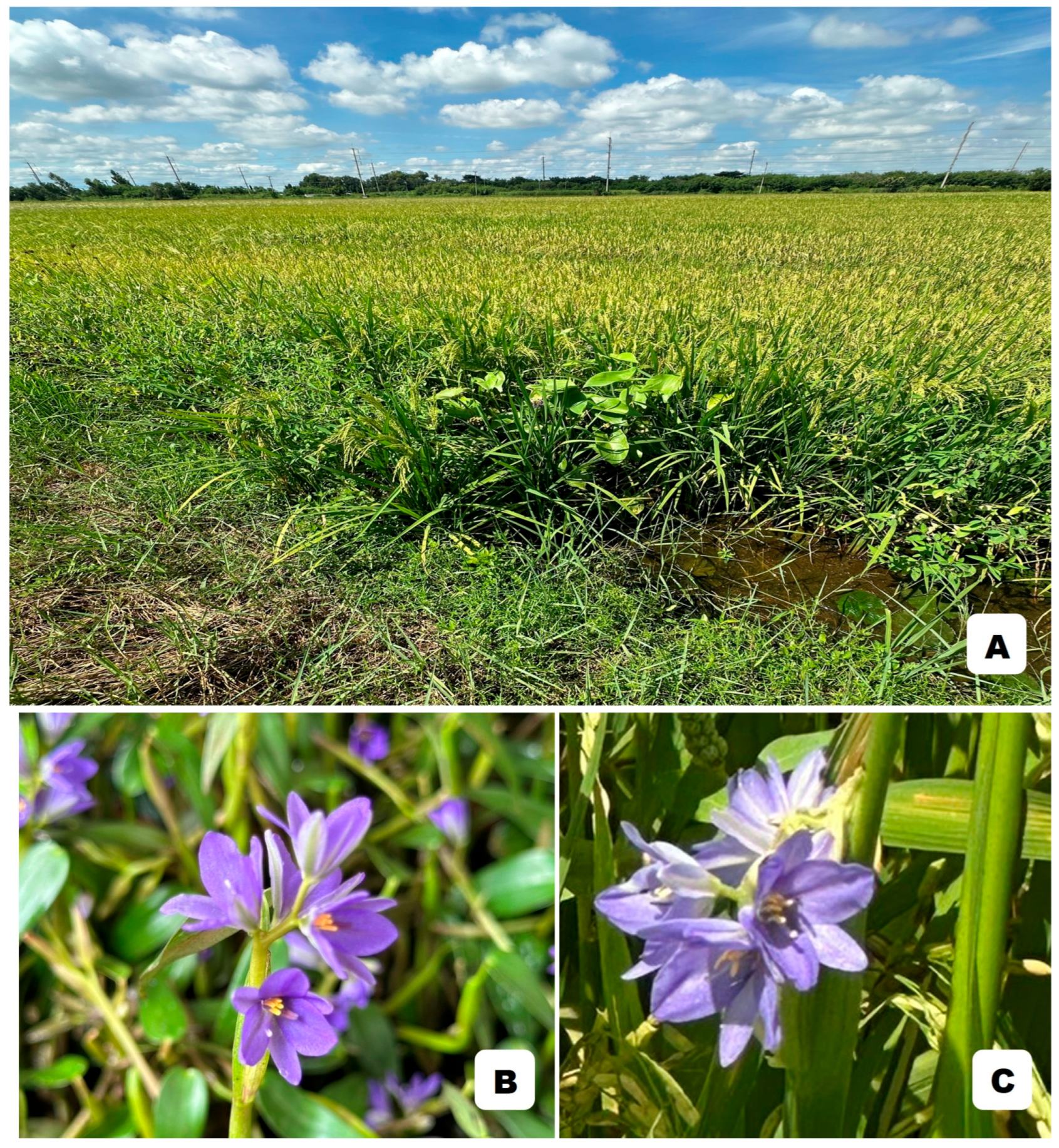 Molecules 29 05351 g003 Molecules 29 05351 g003