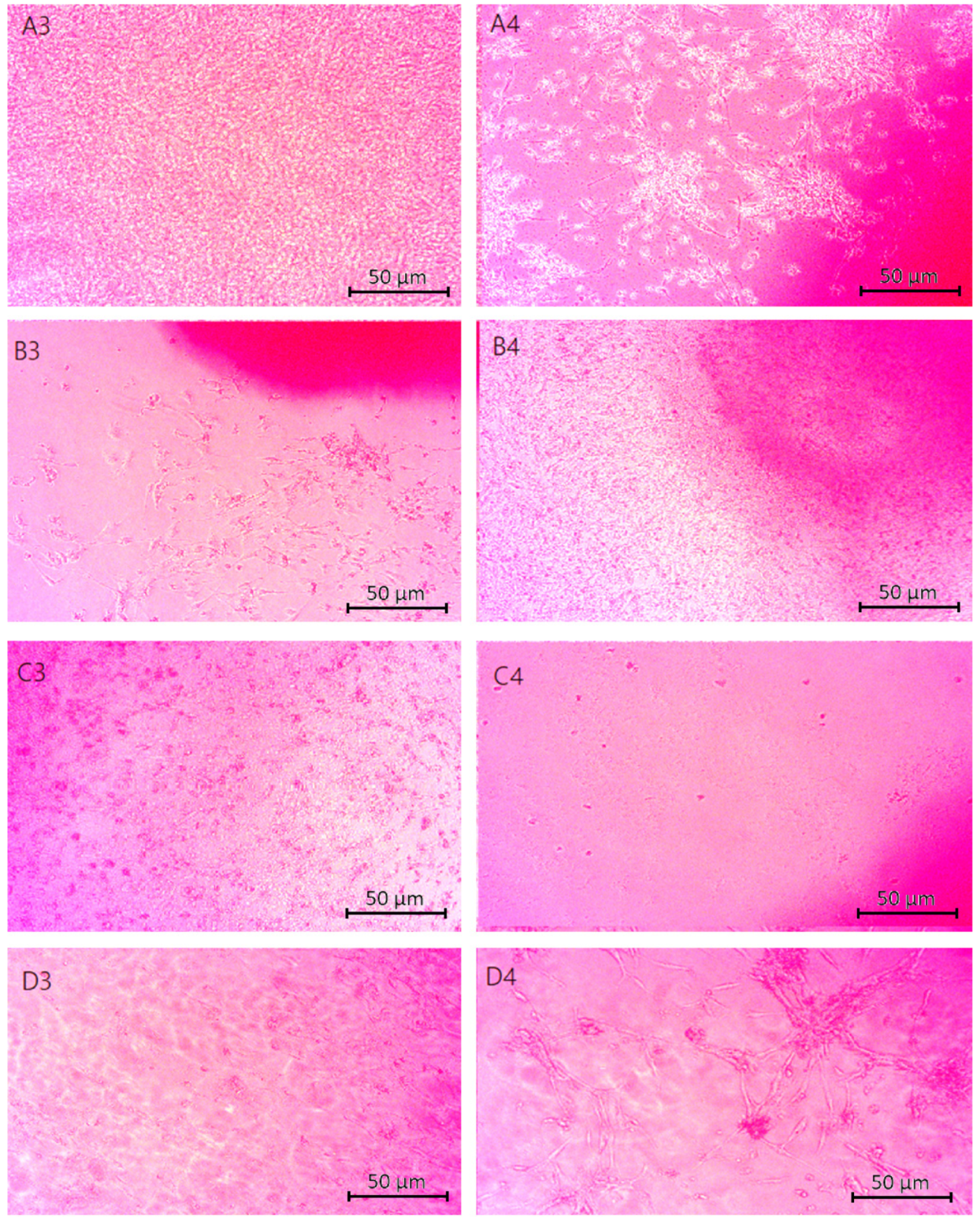 Molecules 29 05376 g013