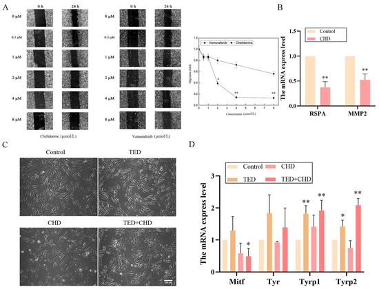 The Synergistic Mechanism of Chelidonium majus Alkaloids on Melanoma ...