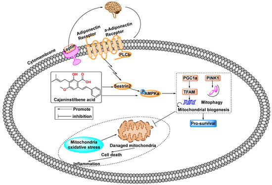 Cajaninstilbene Acid and Its Derivative as Multi-Therapeutic