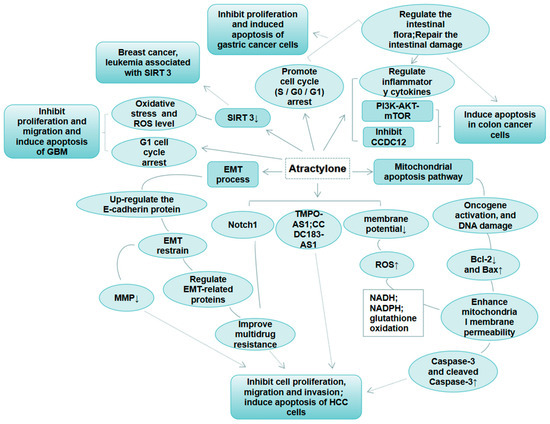 Research Progress with Atractylone as an Antitumor Agent