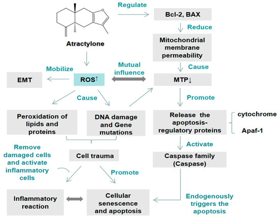 Research Progress with Atractylone as an Antitumor Agent