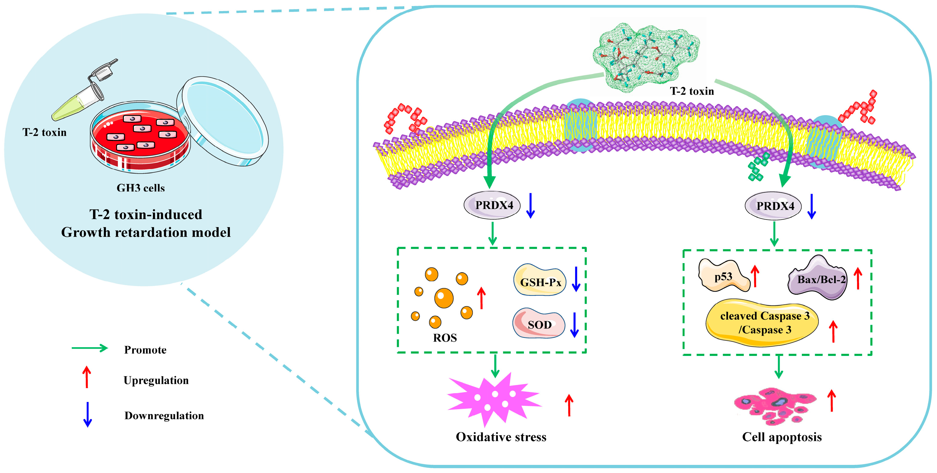 Molecules 29 05491 g010