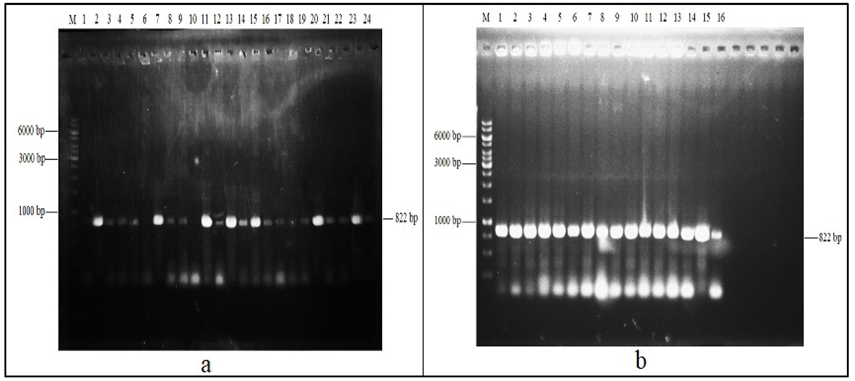 Molecules 29 05514 g002 Molecules 29 05514 g002