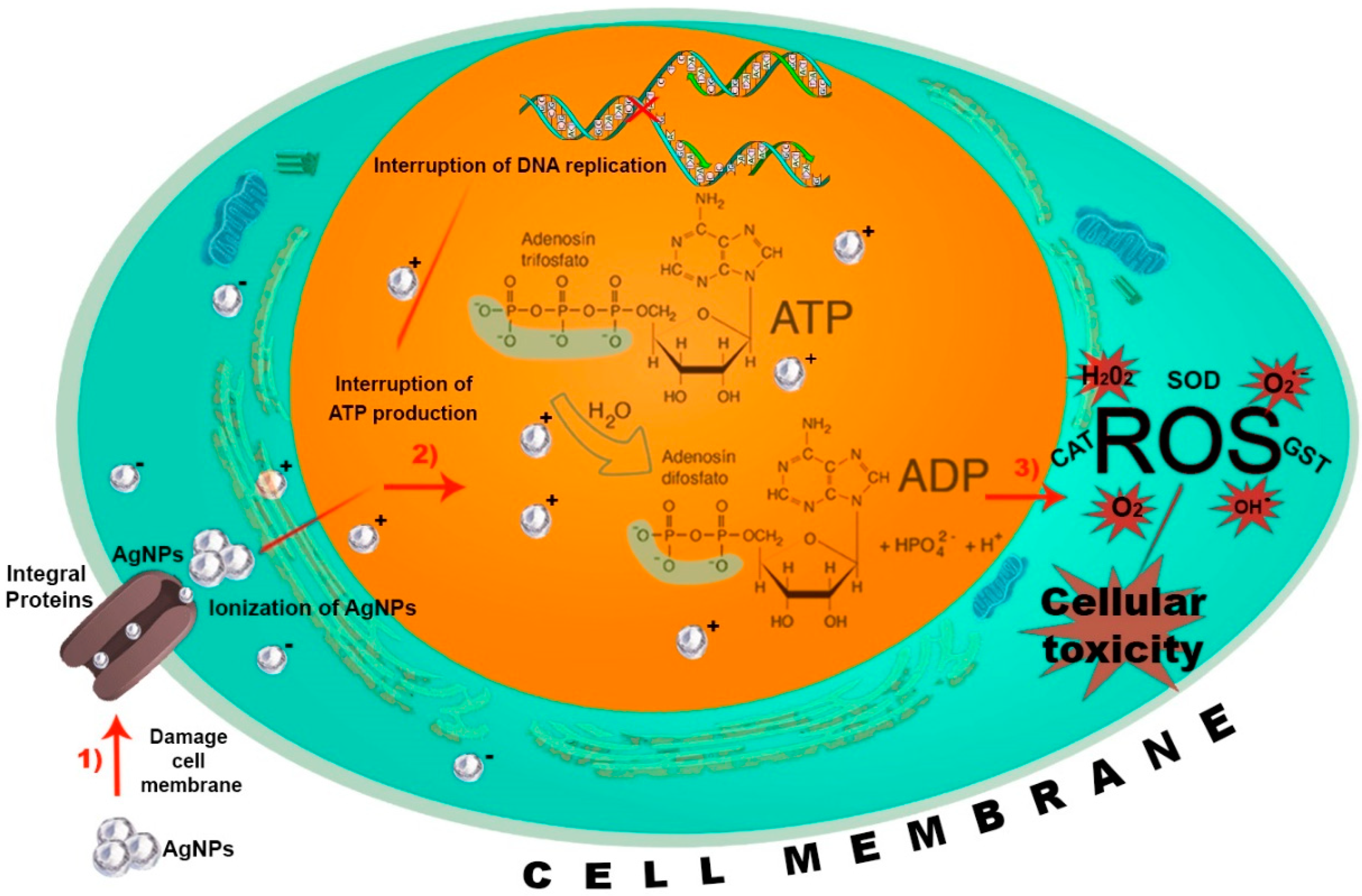 Molecules 29 05520 g002