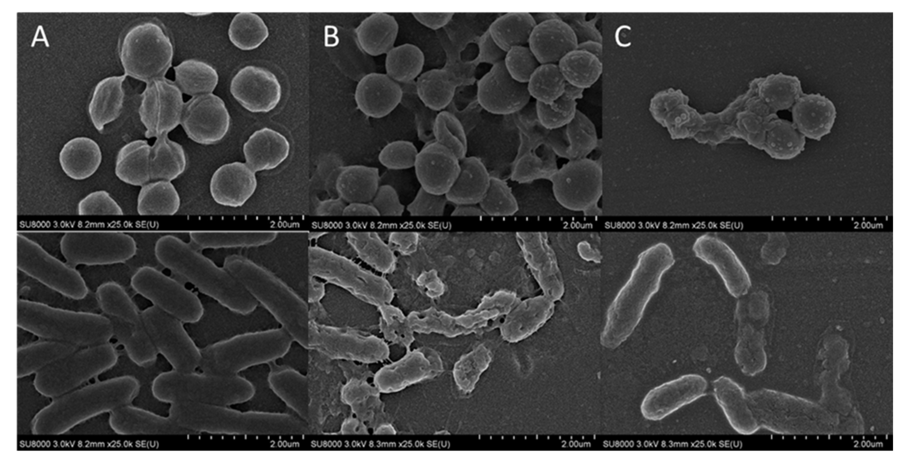 Molecules 29 05526 g008