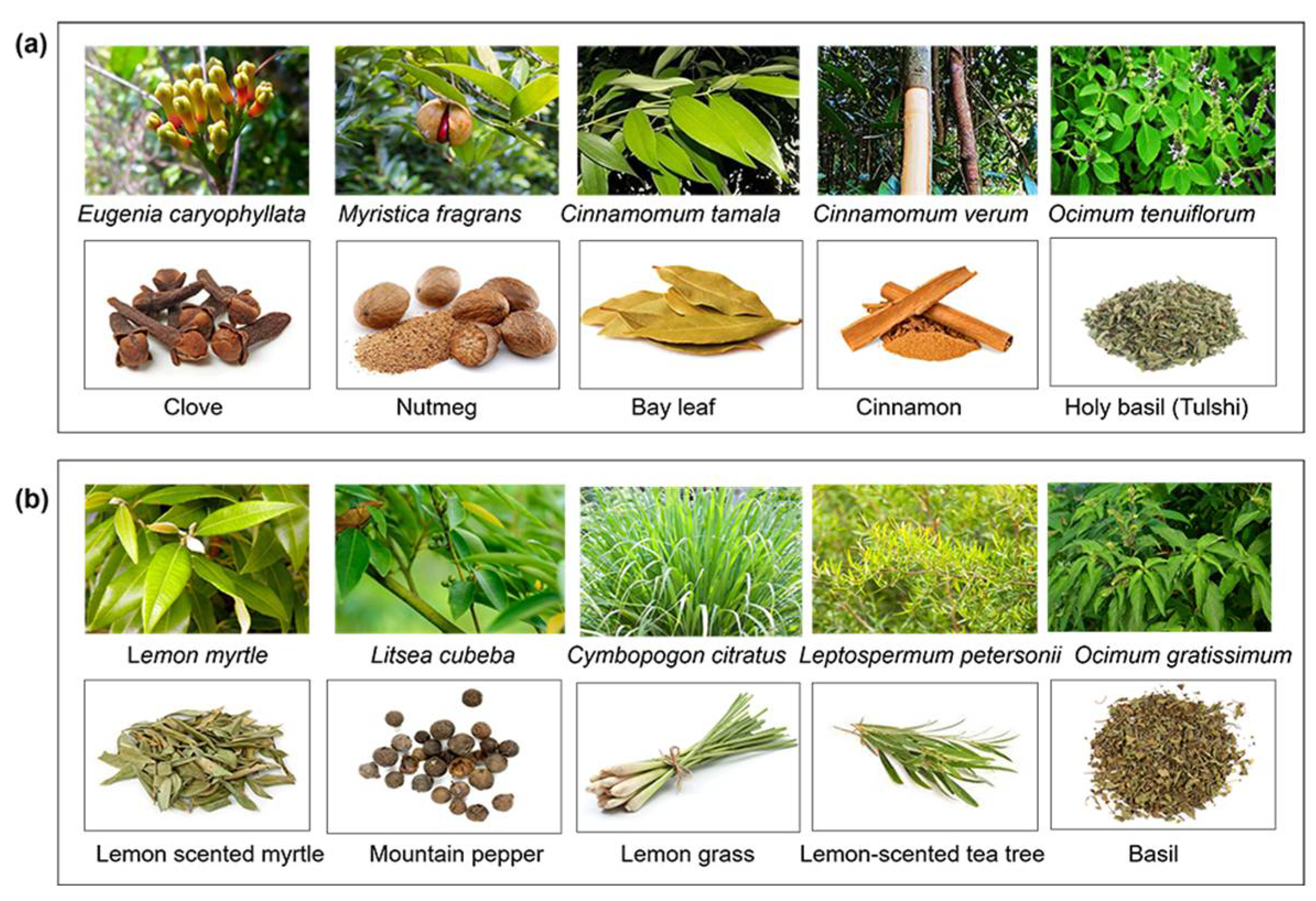 Molecules 29 05536 g001 Molecules 29 05536 g001