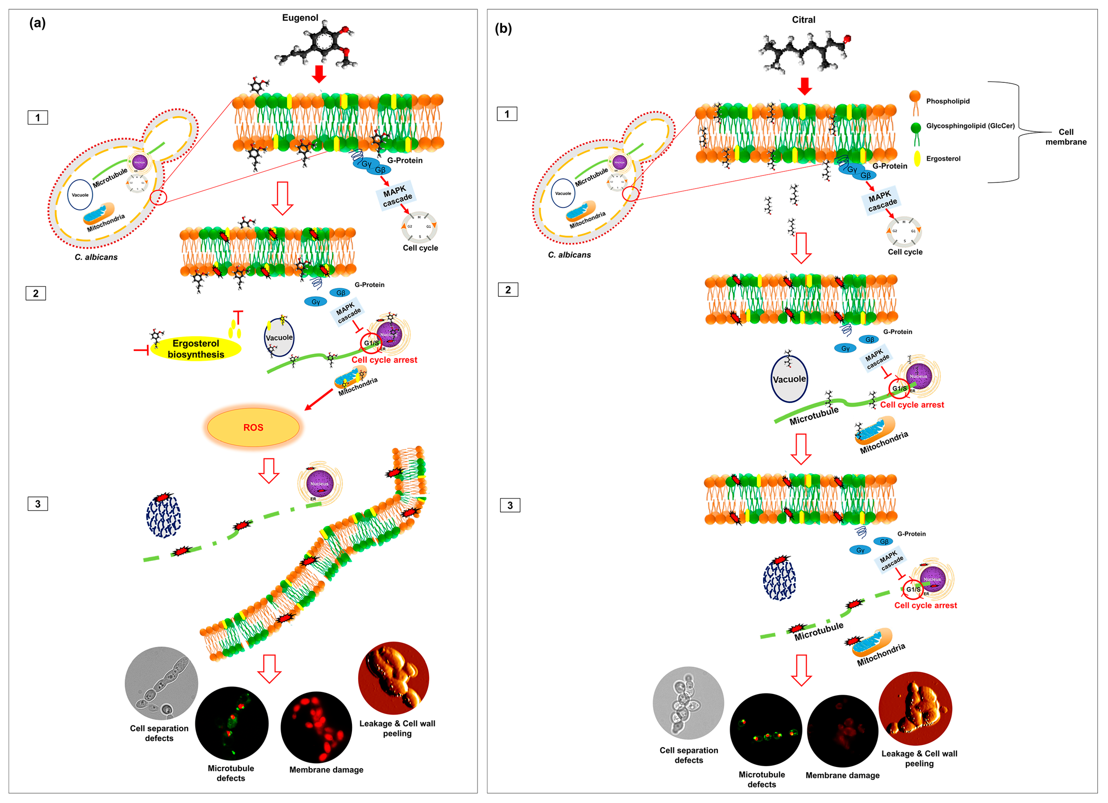 Molecules 29 05536 g003 Molecules 29 05536 g003