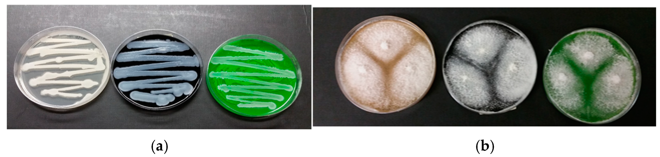 Molecules 29 05543 g009