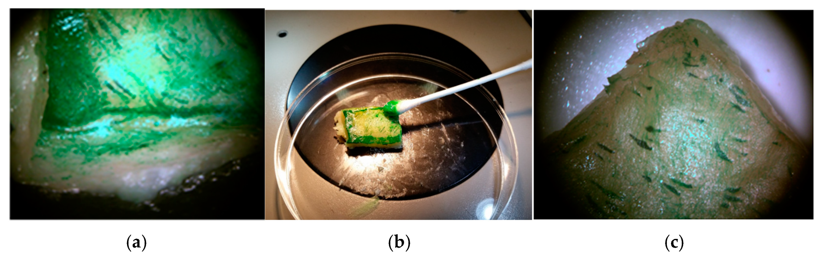 Molecules 29 05543 g011