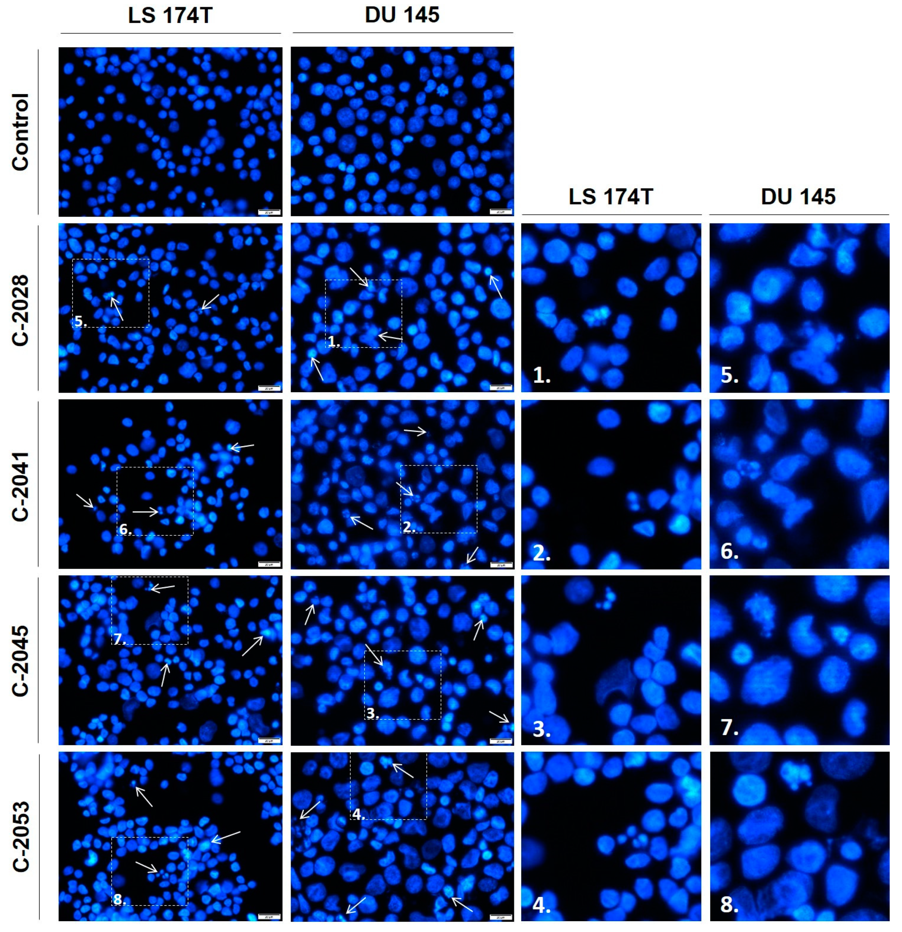 Molecules 29 05582 g008