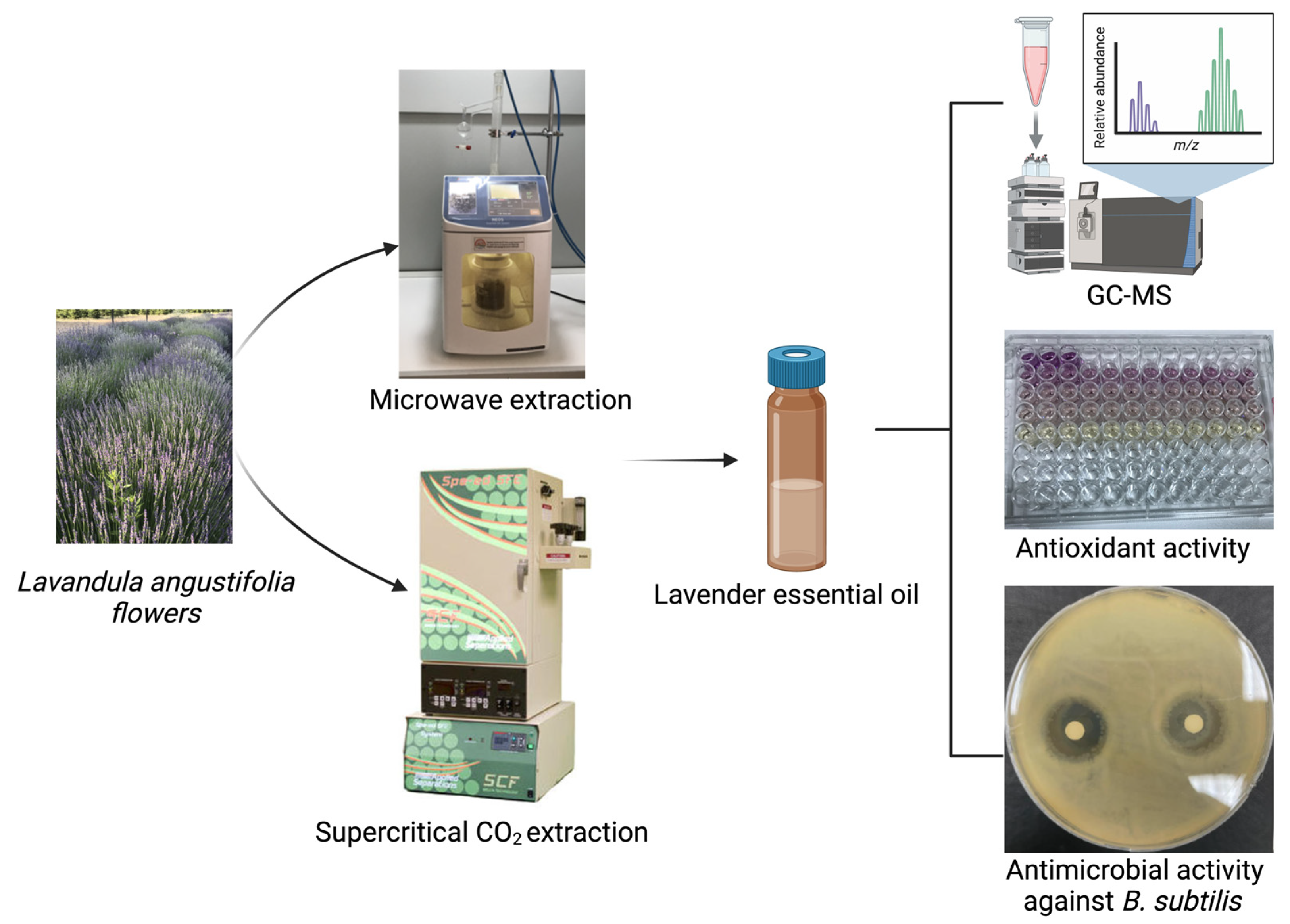 Molecules 29 05605 g001