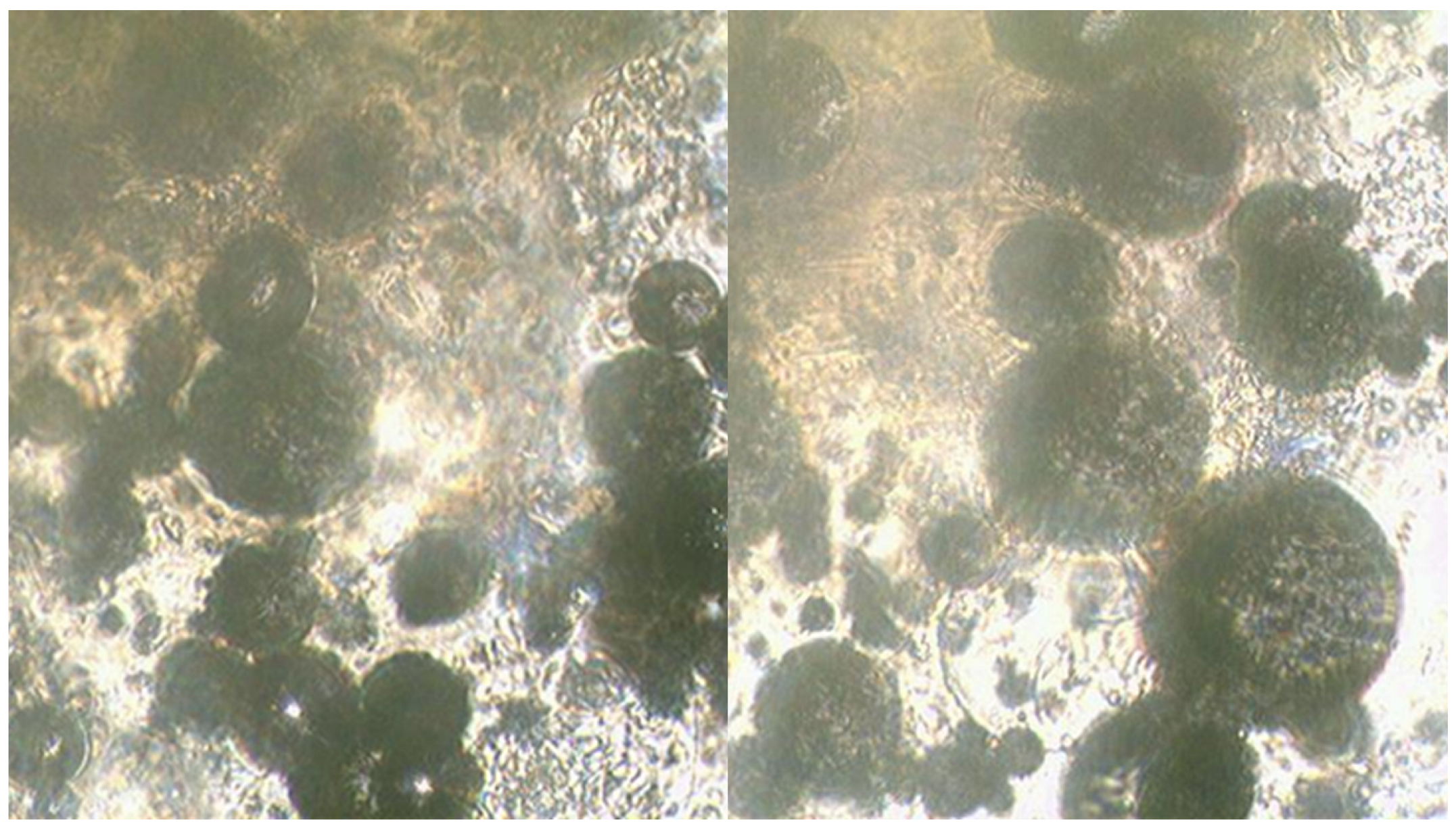 Molecules 29 05616 g005