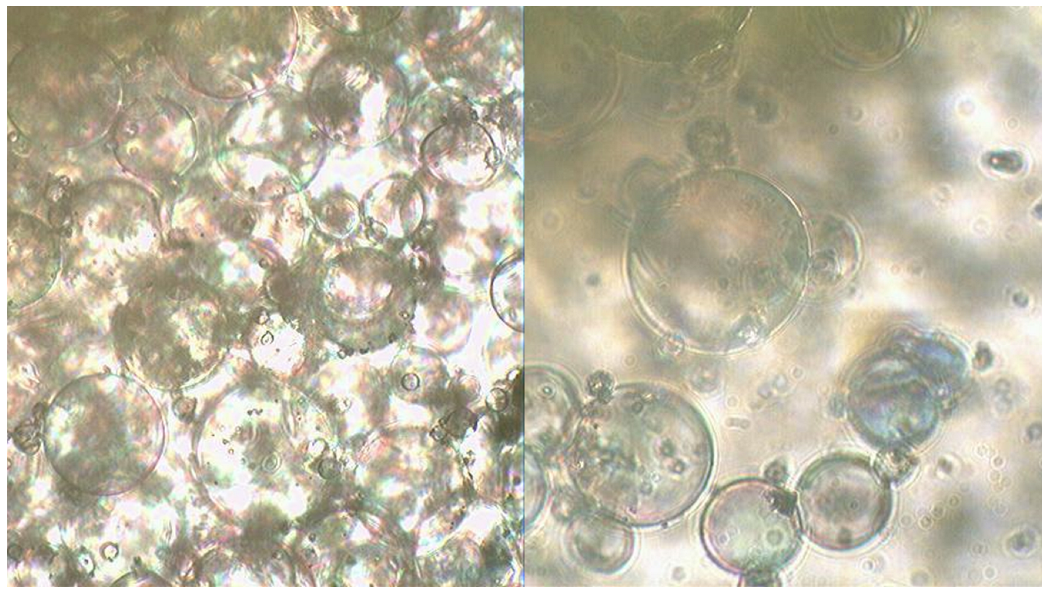 Molecules 29 05616 g006