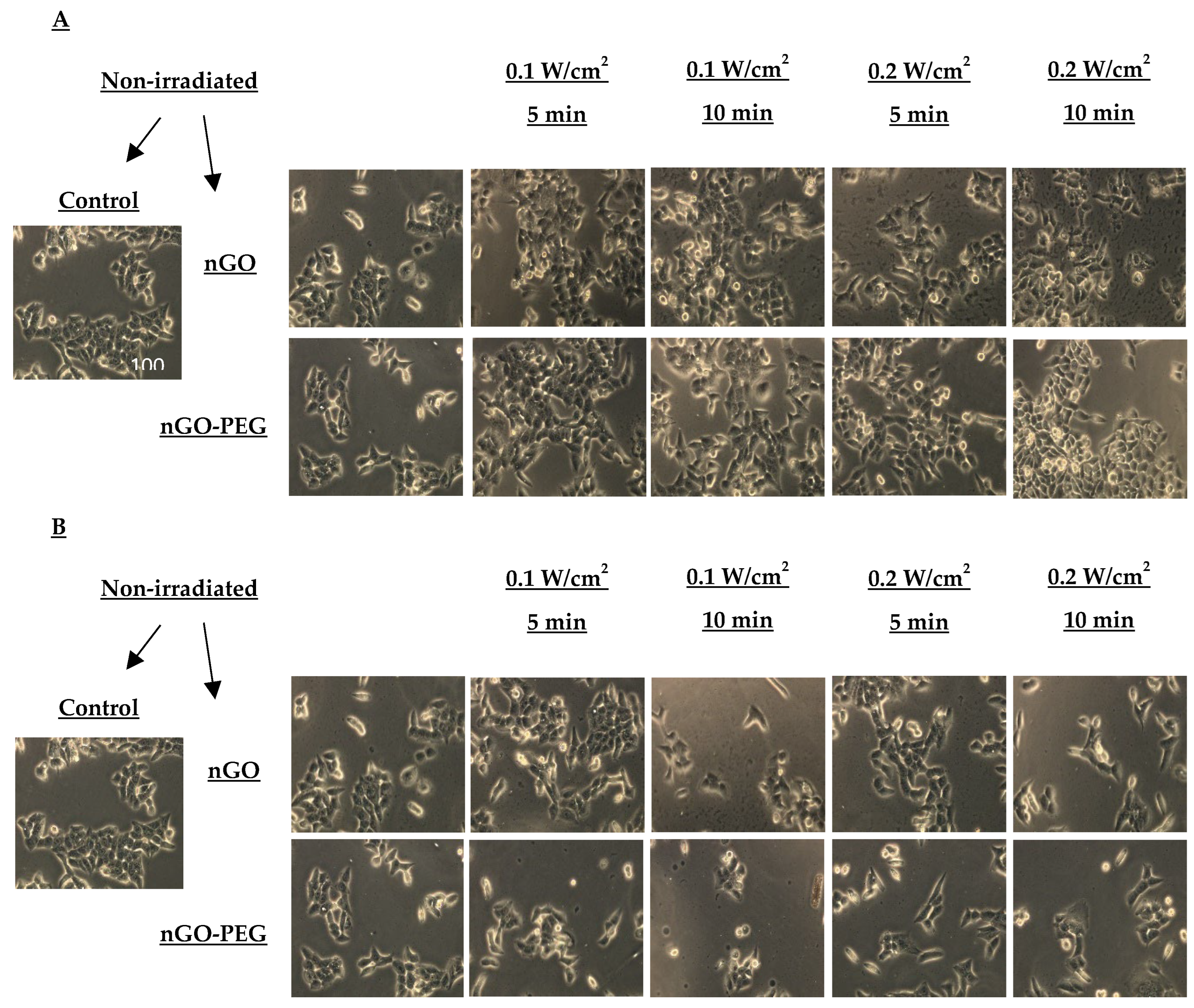 Molecules 29 05650 g006