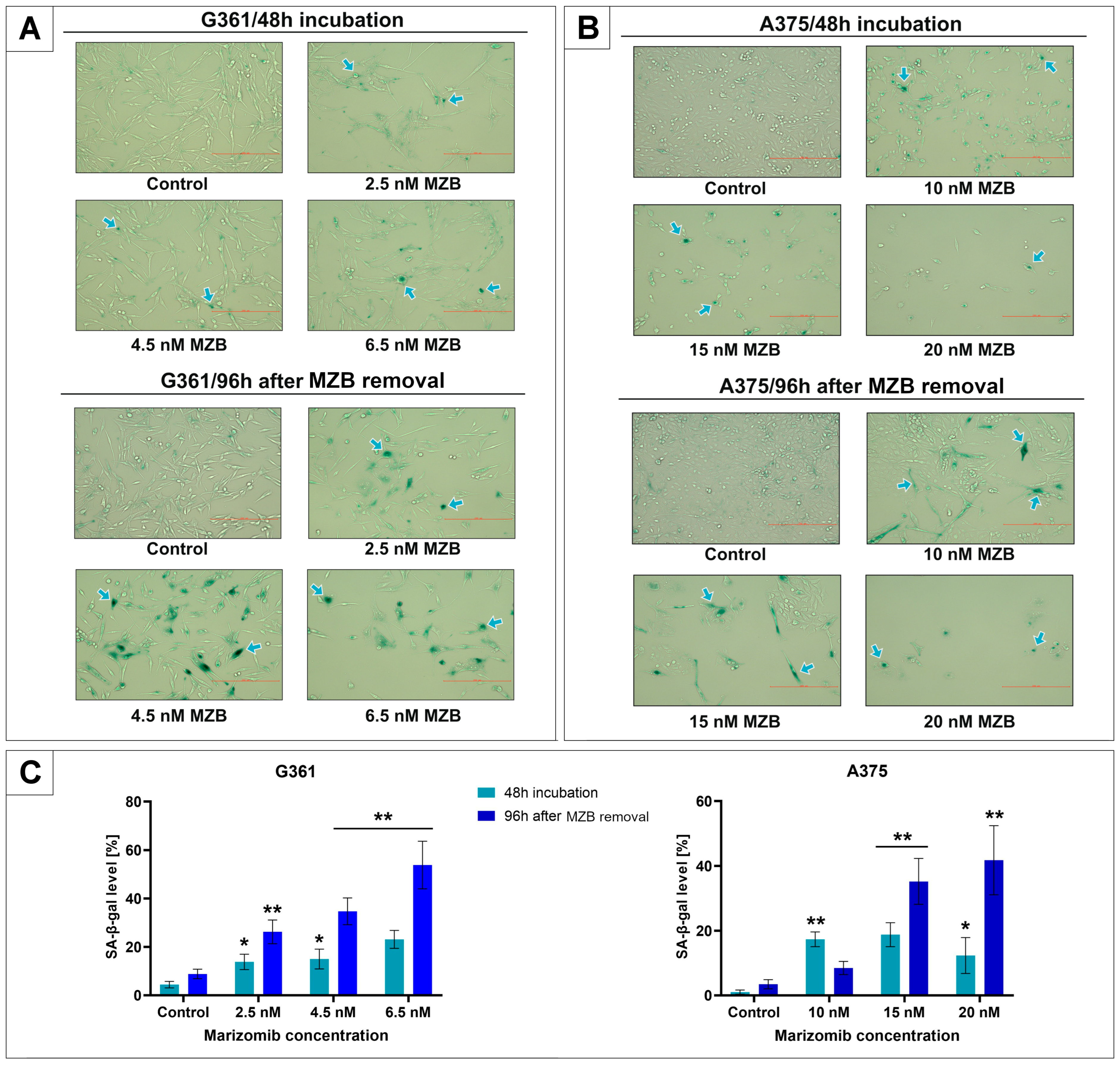 Molecules 29 05652 g001