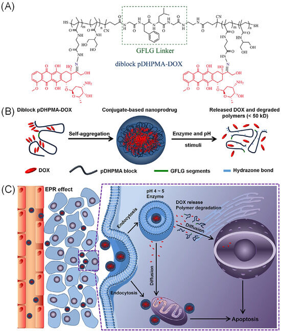 Nanotechnology in Drug Delivery: Anatomy and Molecular Insight into the ...