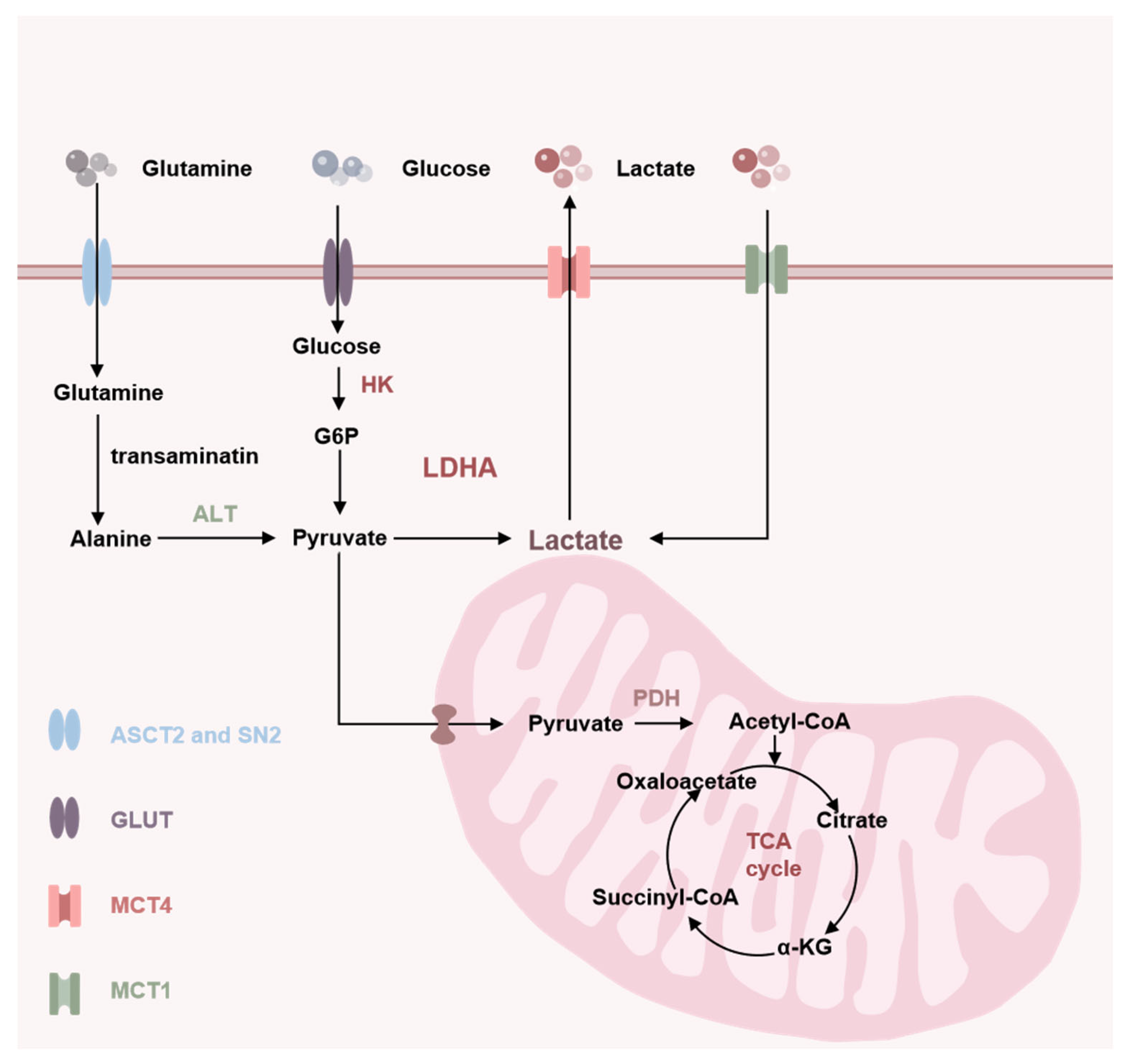 Progress in Lactate Metabolism and Its Regulation via Small