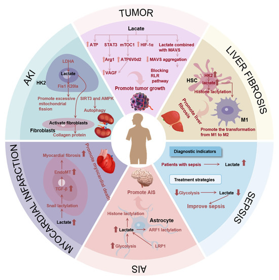 Progress in Lactate Metabolism and Its Regulation via Small