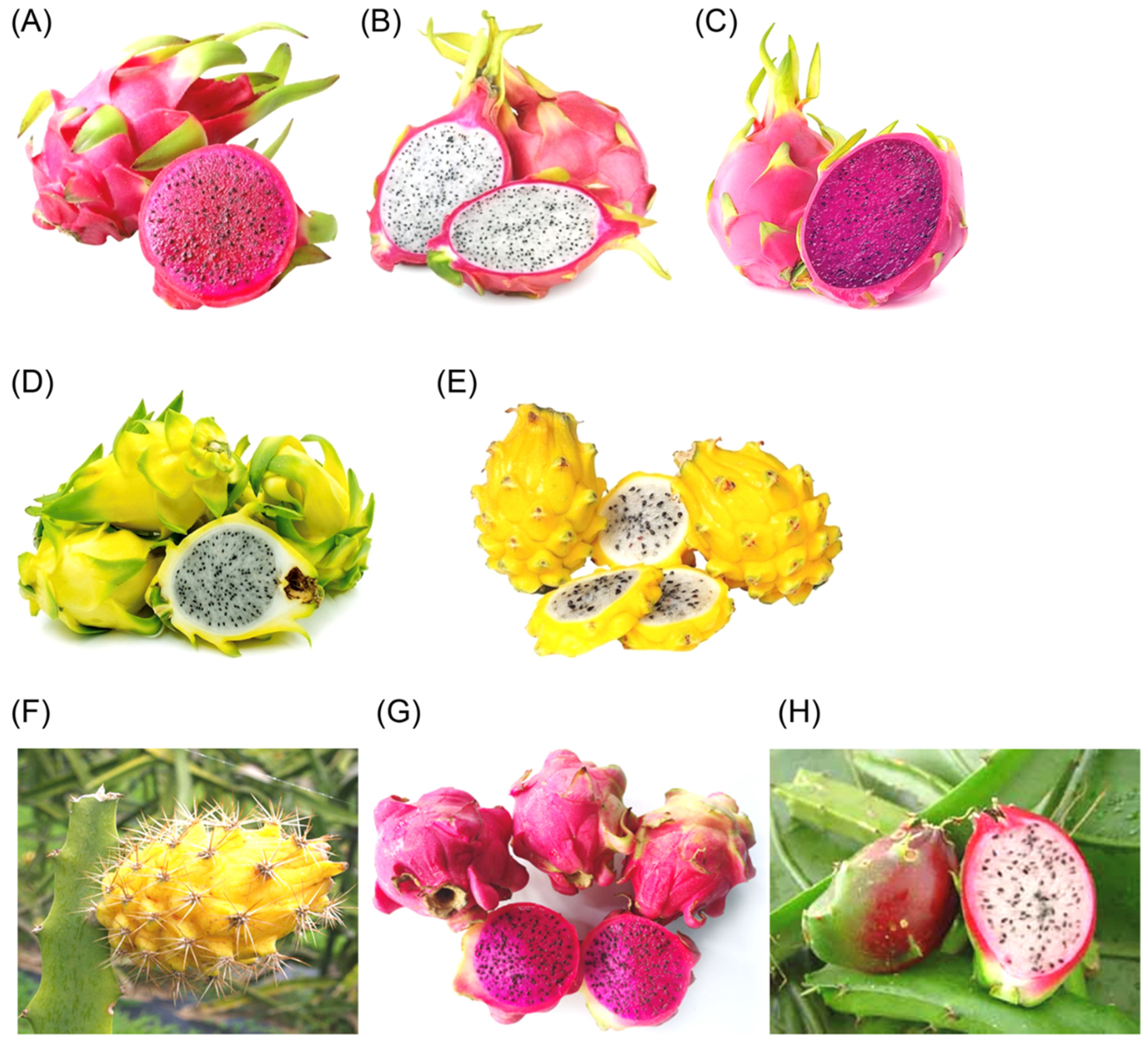 Molecules 29 05676 g001