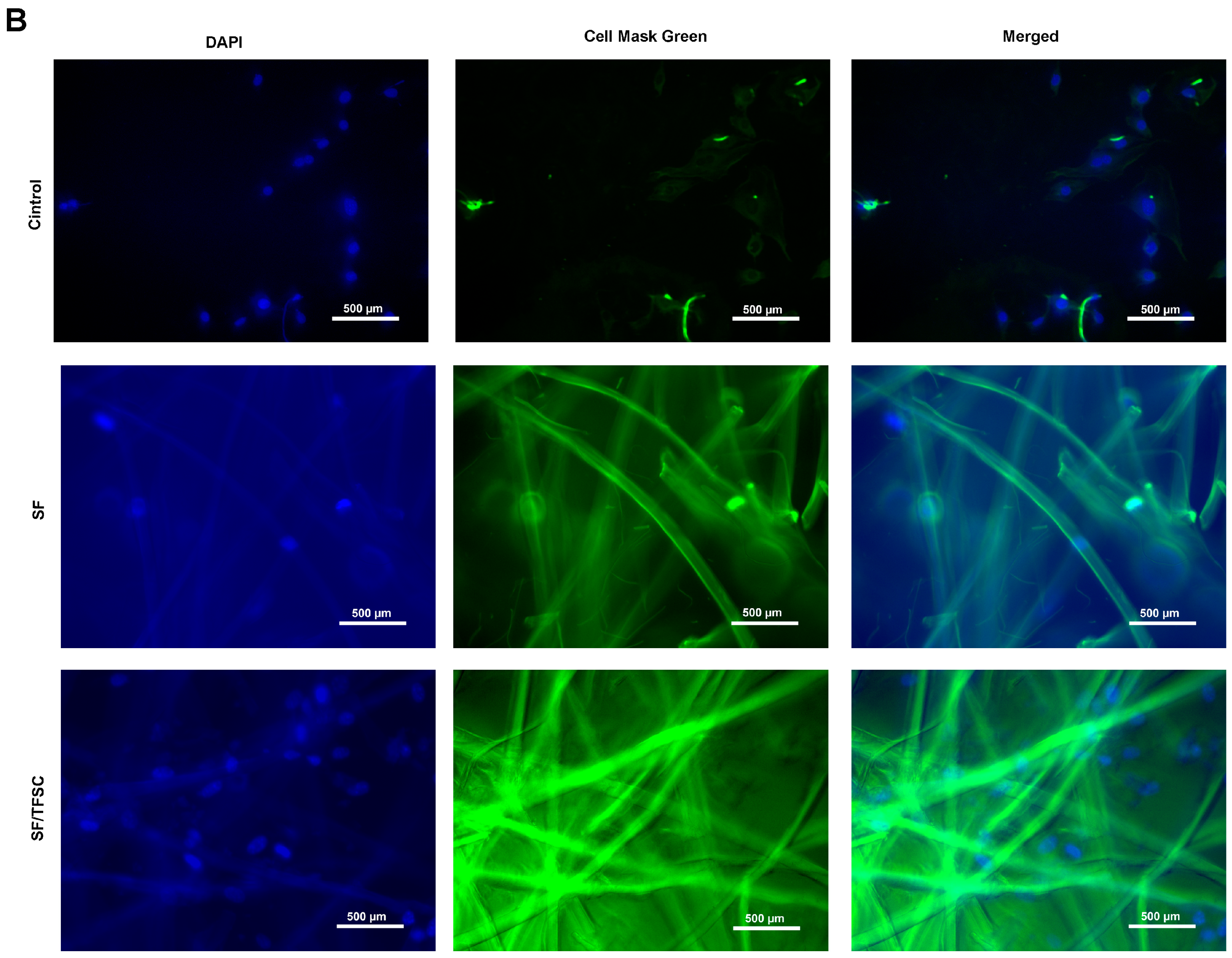 Molecules 29 05681 g009b