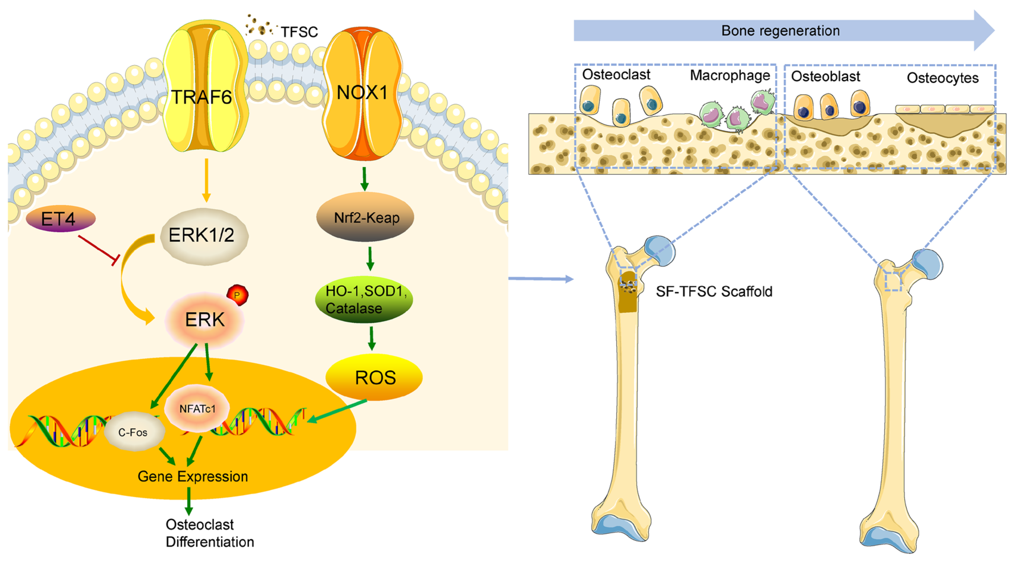 Molecules 29 05681 g011
