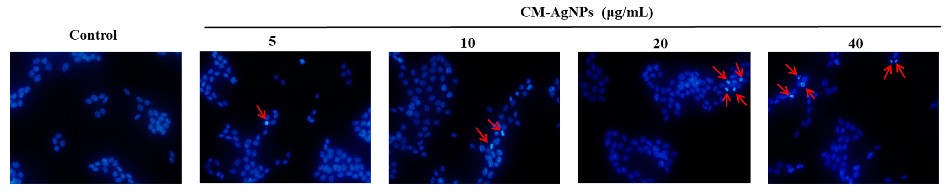 Molecules 29 05682 g010