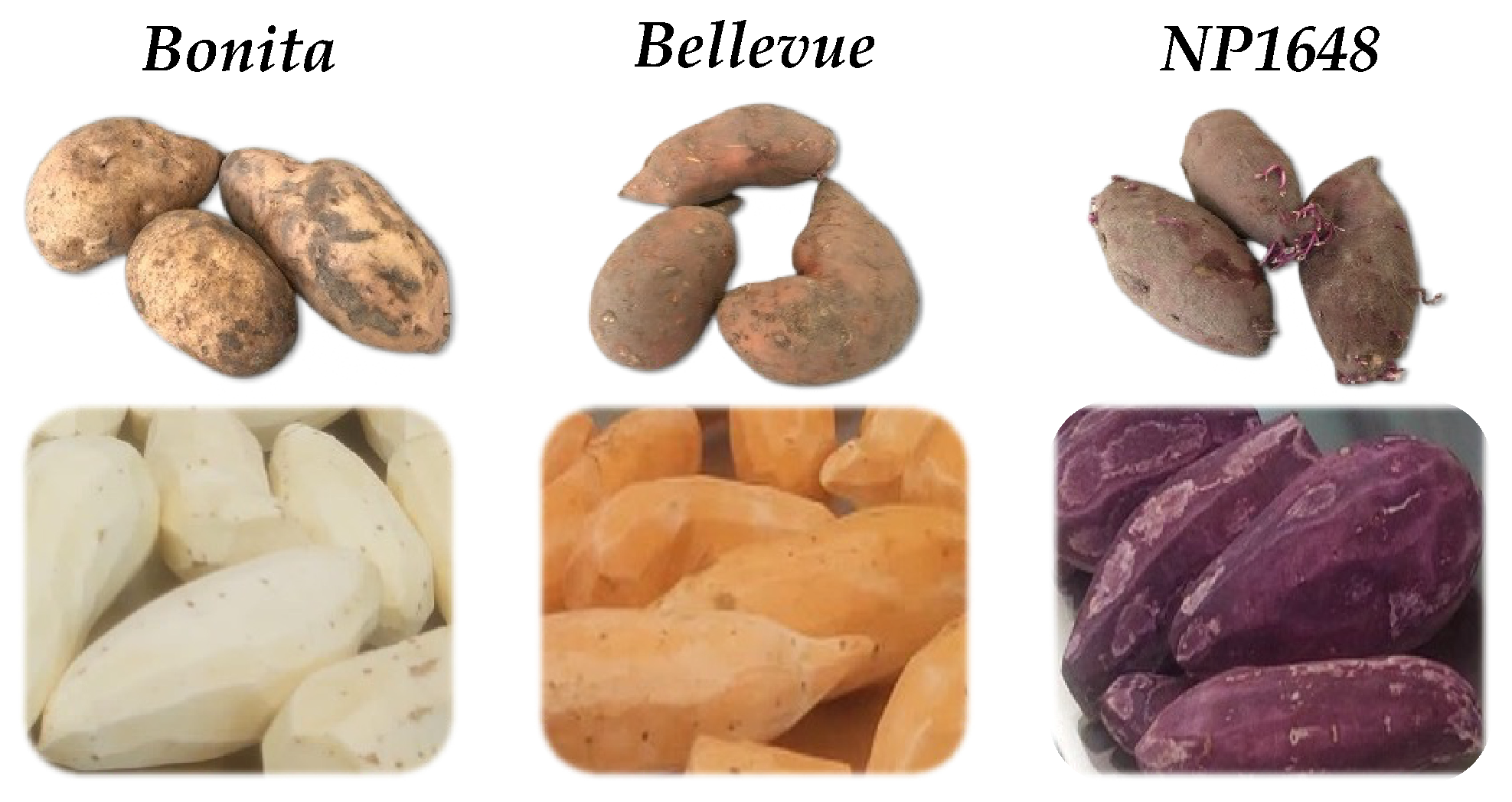 Molecules 29 05771 g004