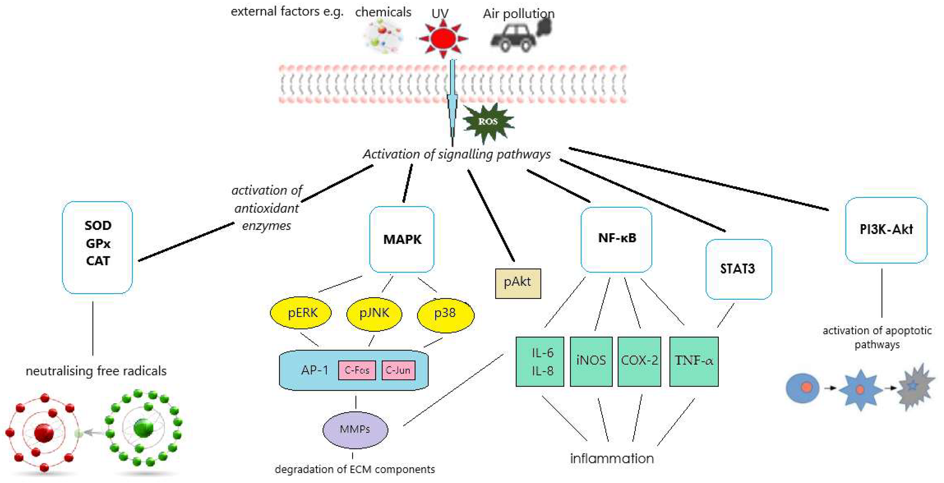 Molecules 29 05790 g003