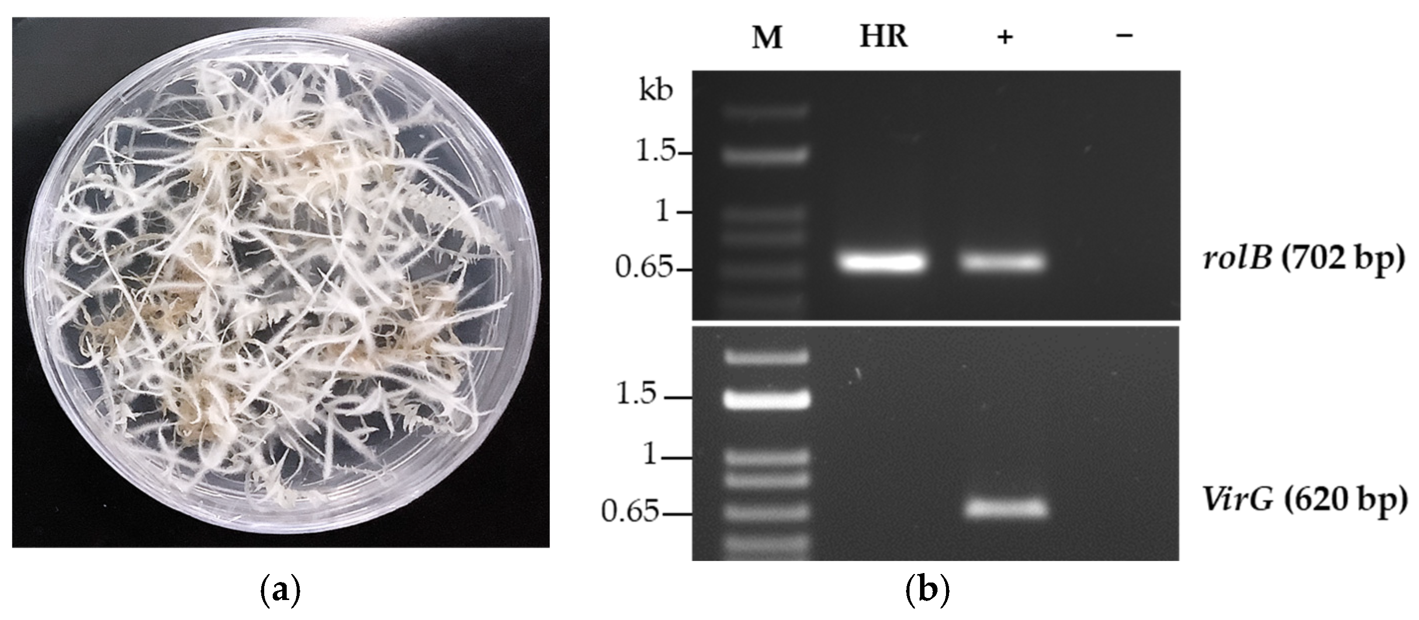 Molecules 29 05792 g008