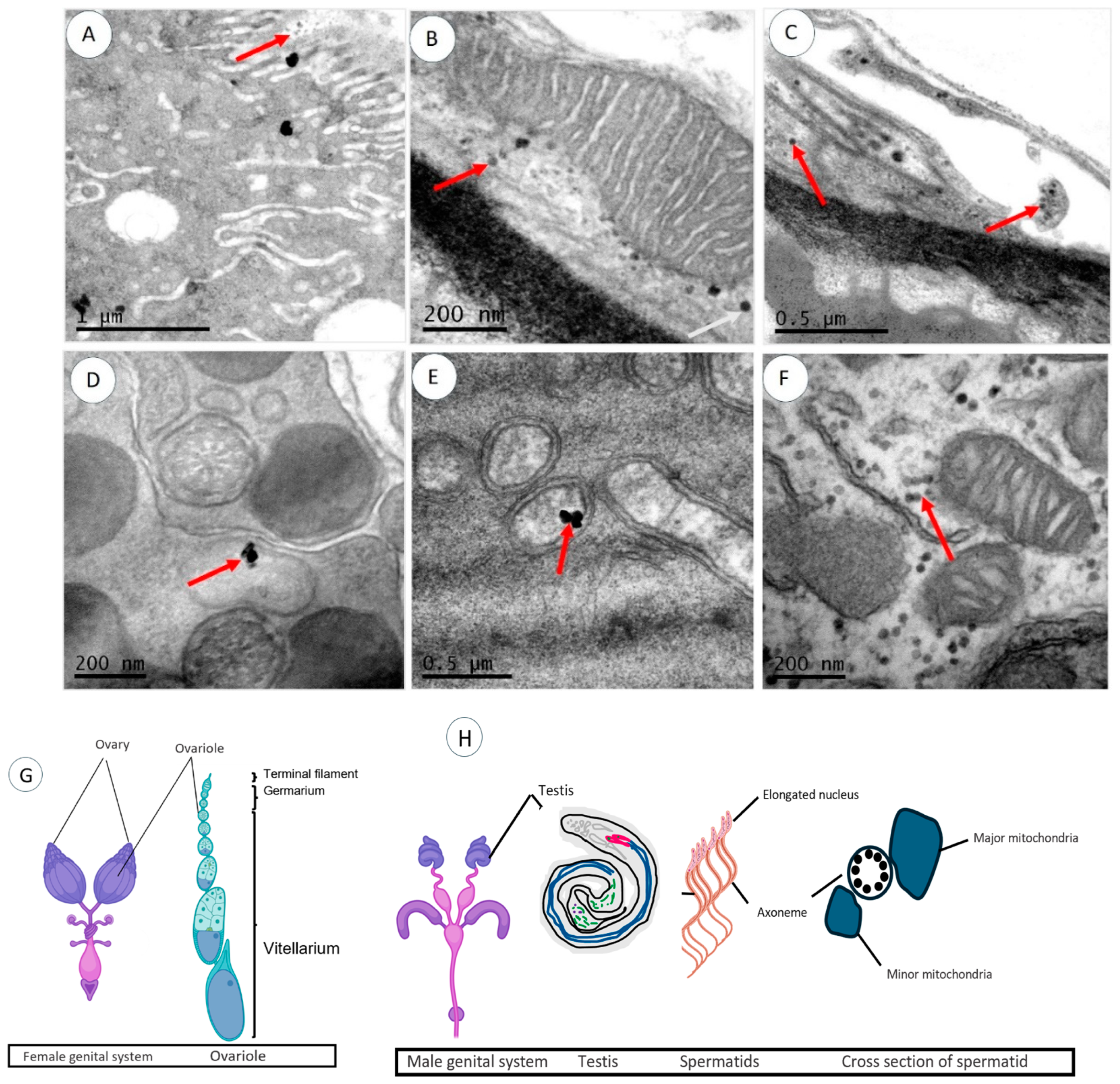 Molecules 29 05802 g004
