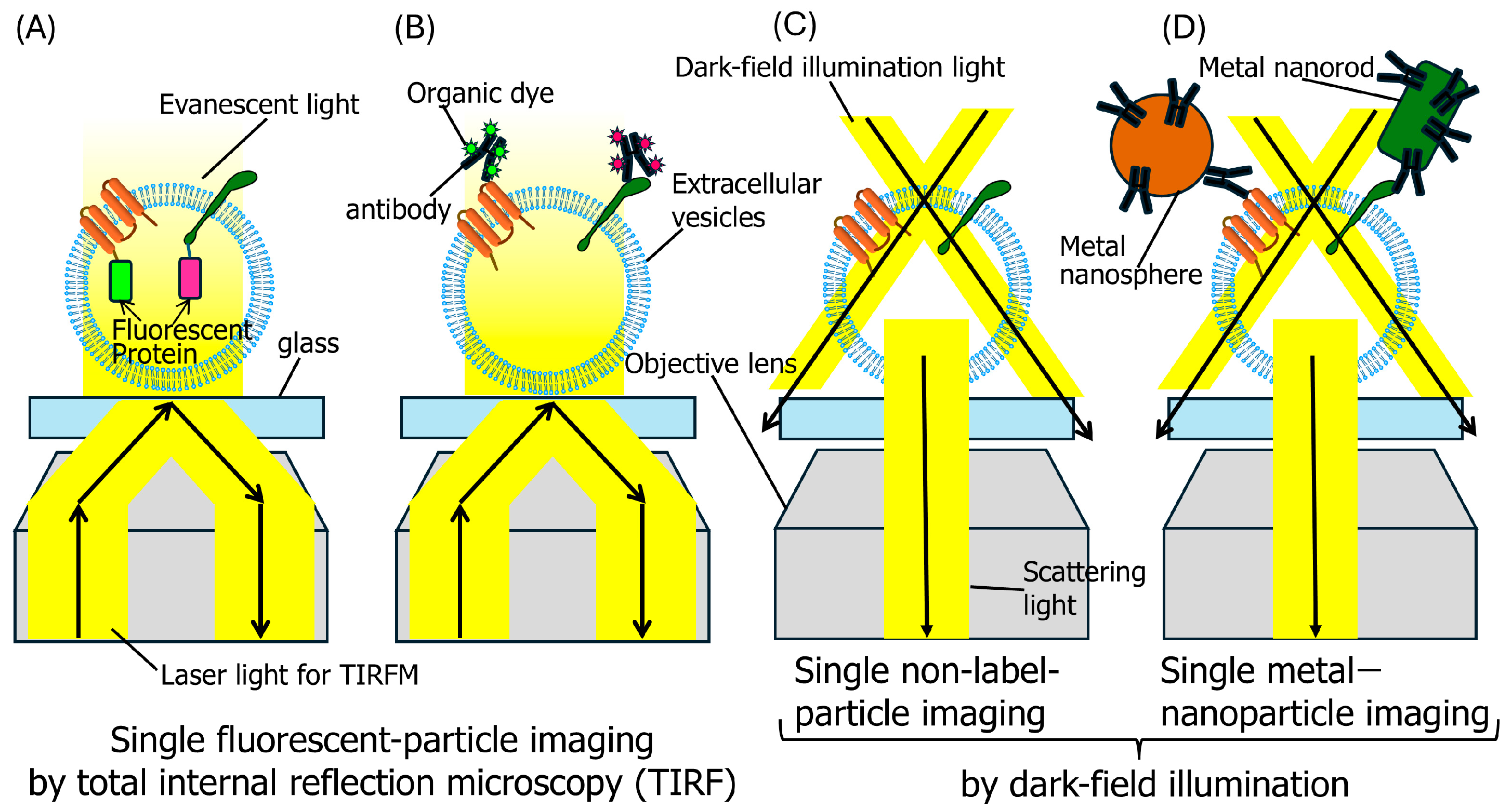 Molecules 29 05828 g001