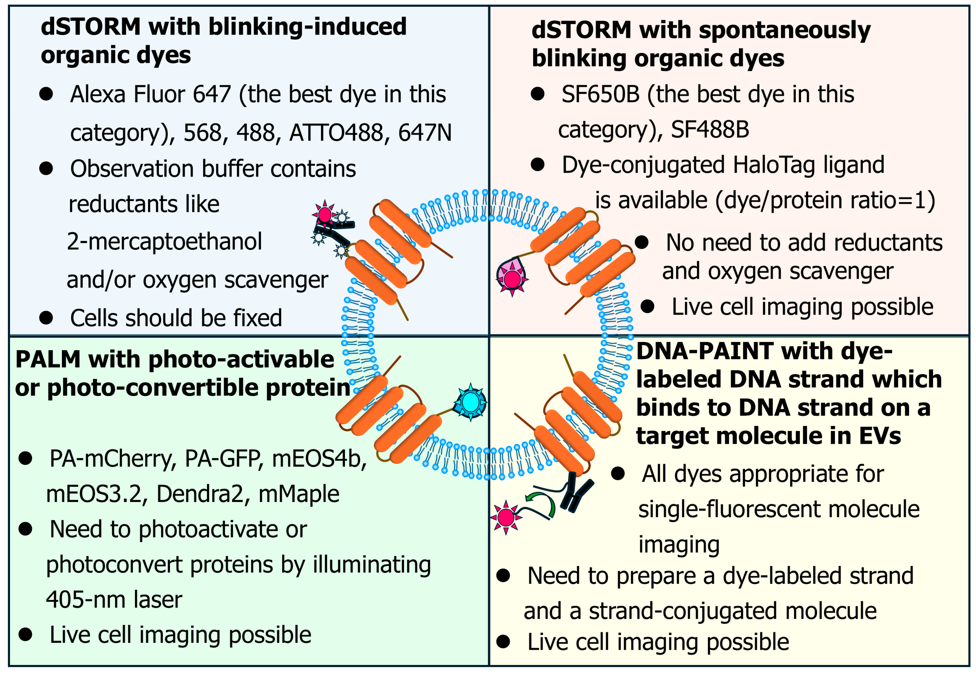 Molecules 29 05828 g002