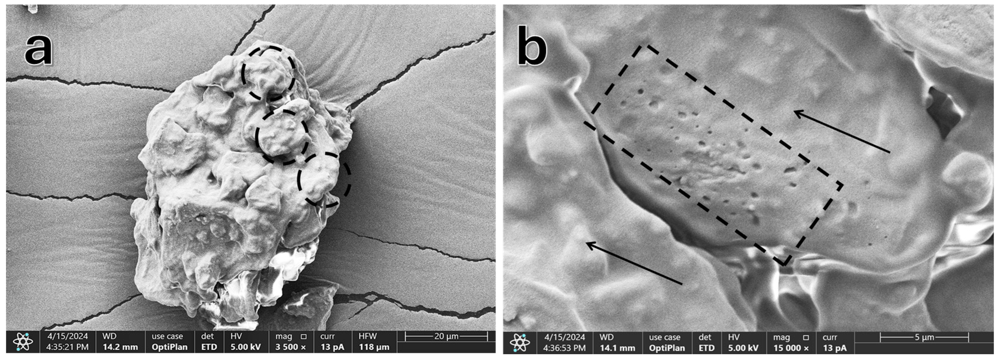 Molecules 29 05866 g001