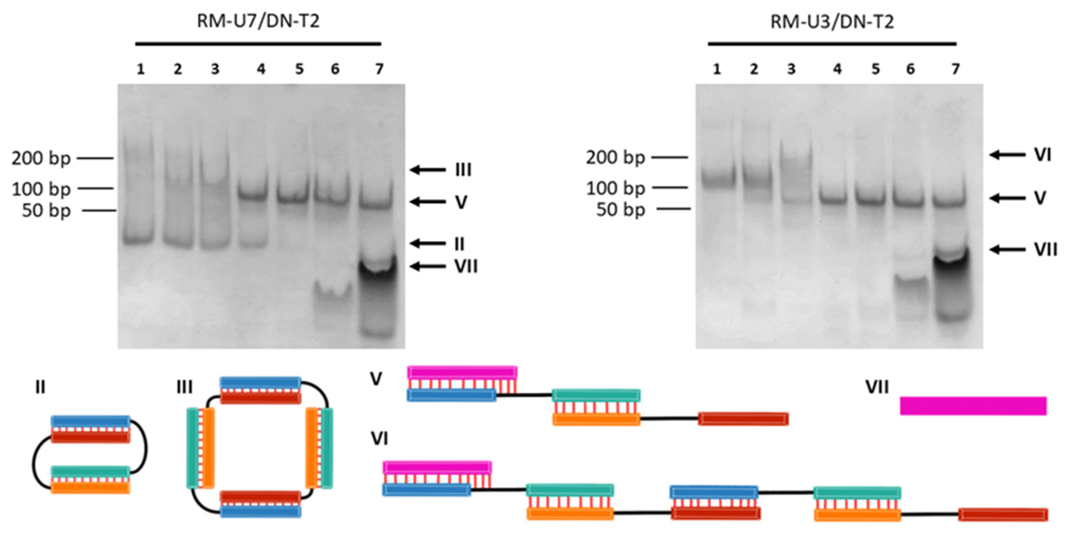 Molecules 29 05896 g003