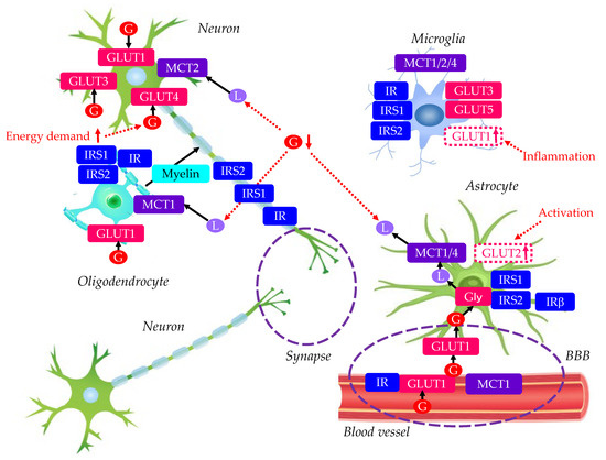 Pathology and Treatments of Alzheimer's Disease Based on