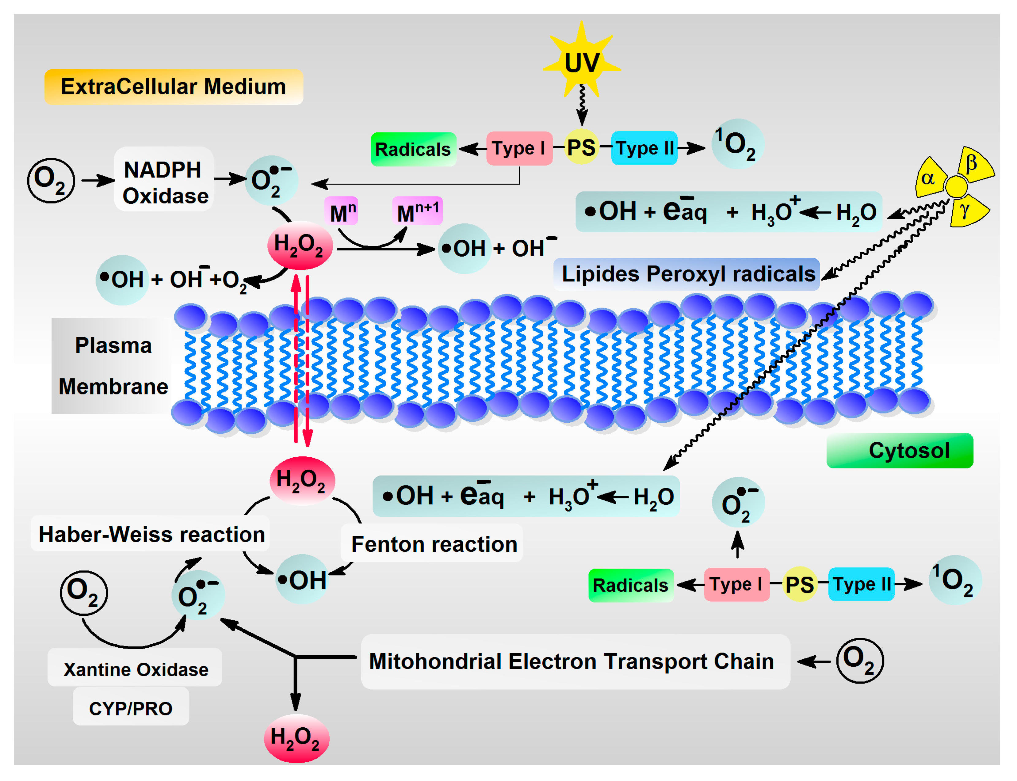 Molecules 29 05944 g001