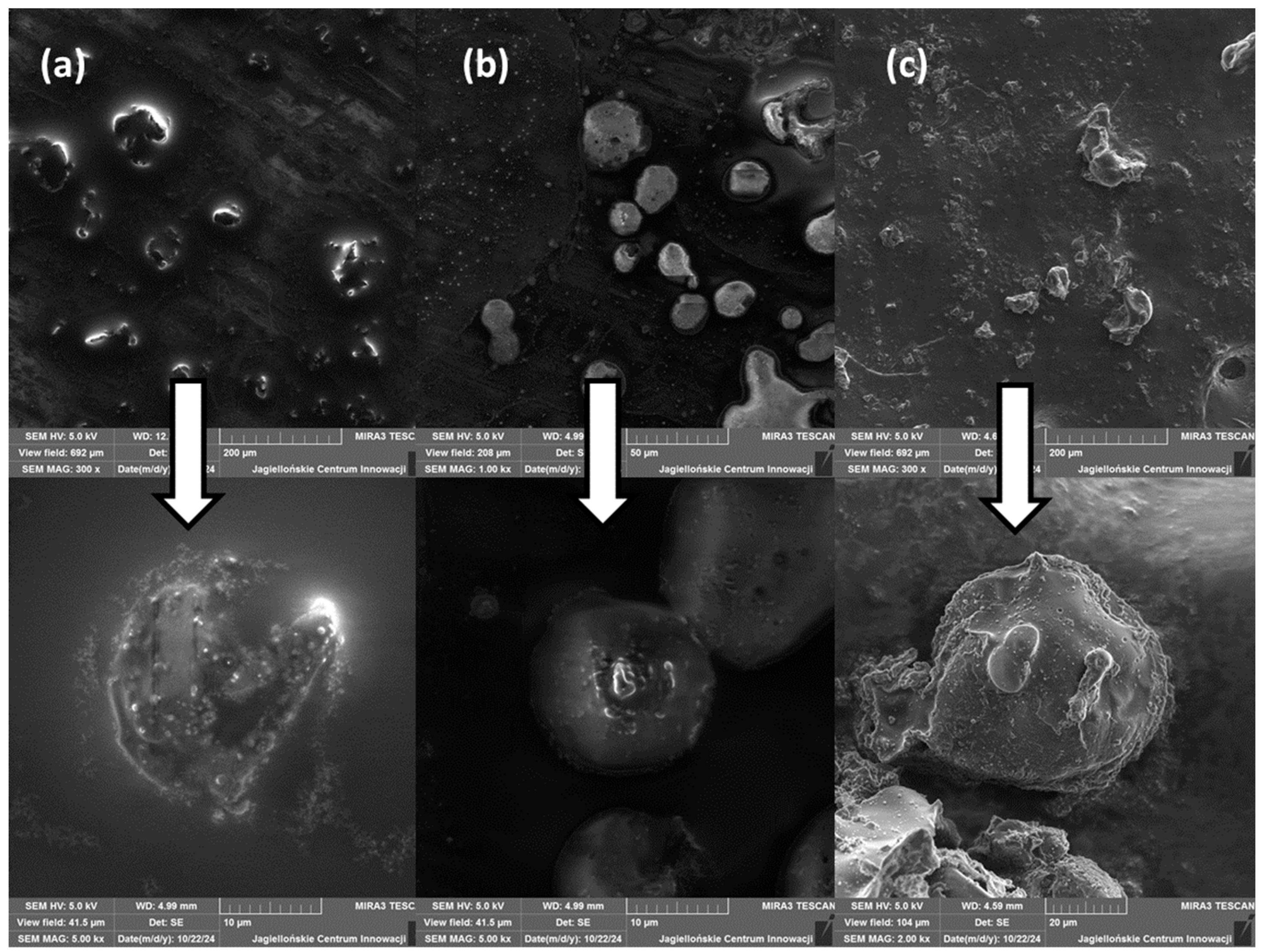 Molecules 29 05984 g004