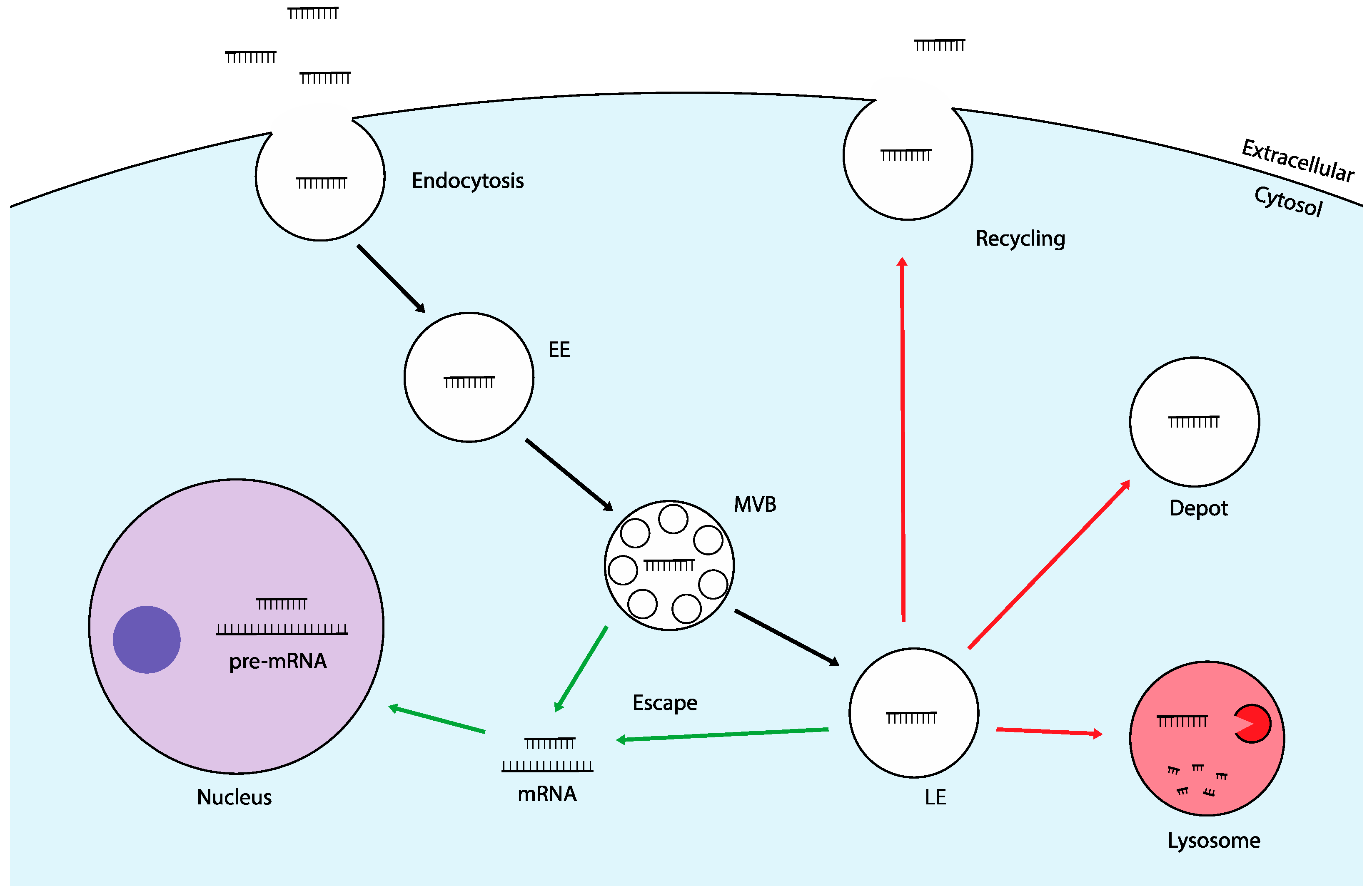 Molecules 29 05997 g001
