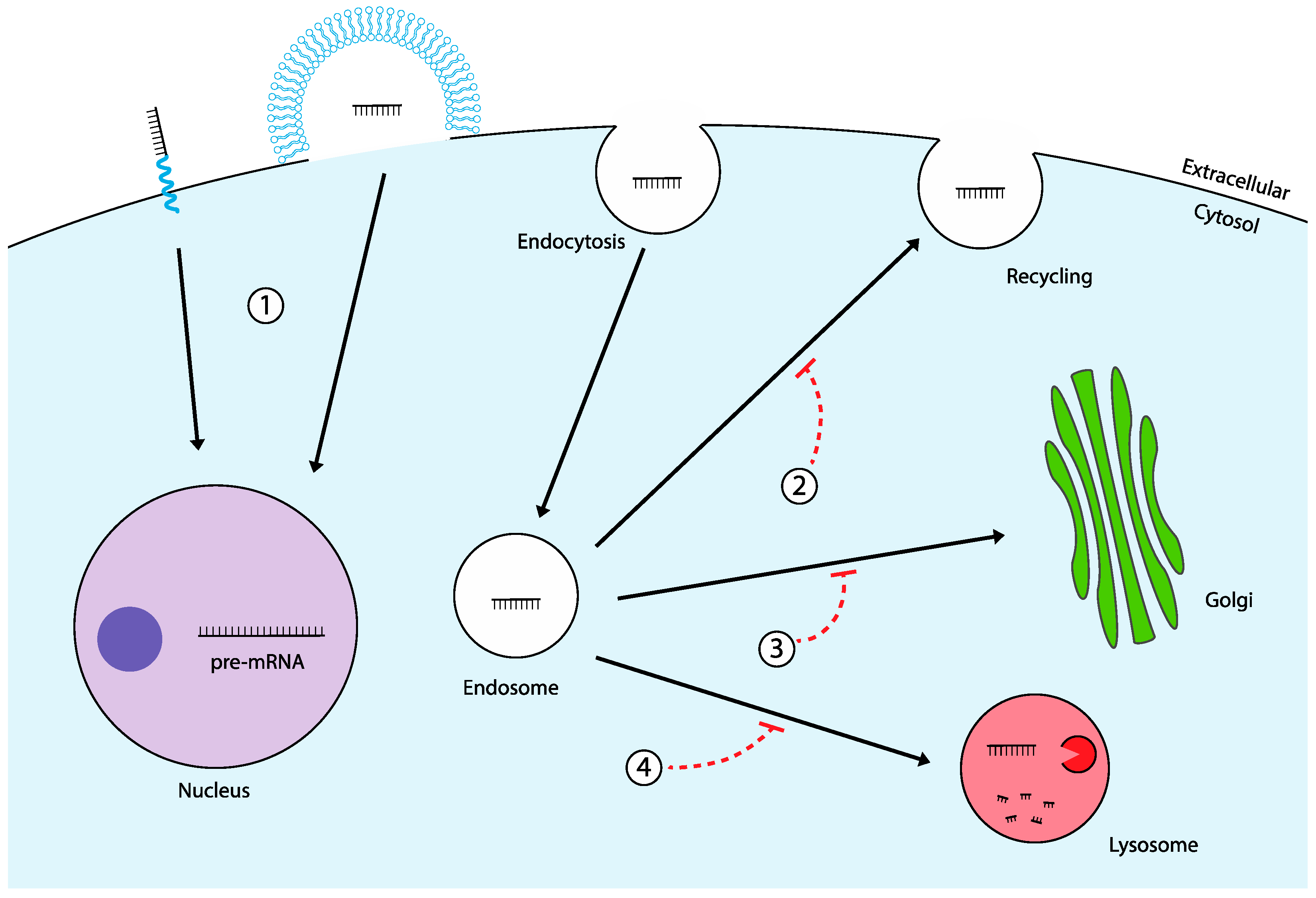 Molecules 29 05997 g003